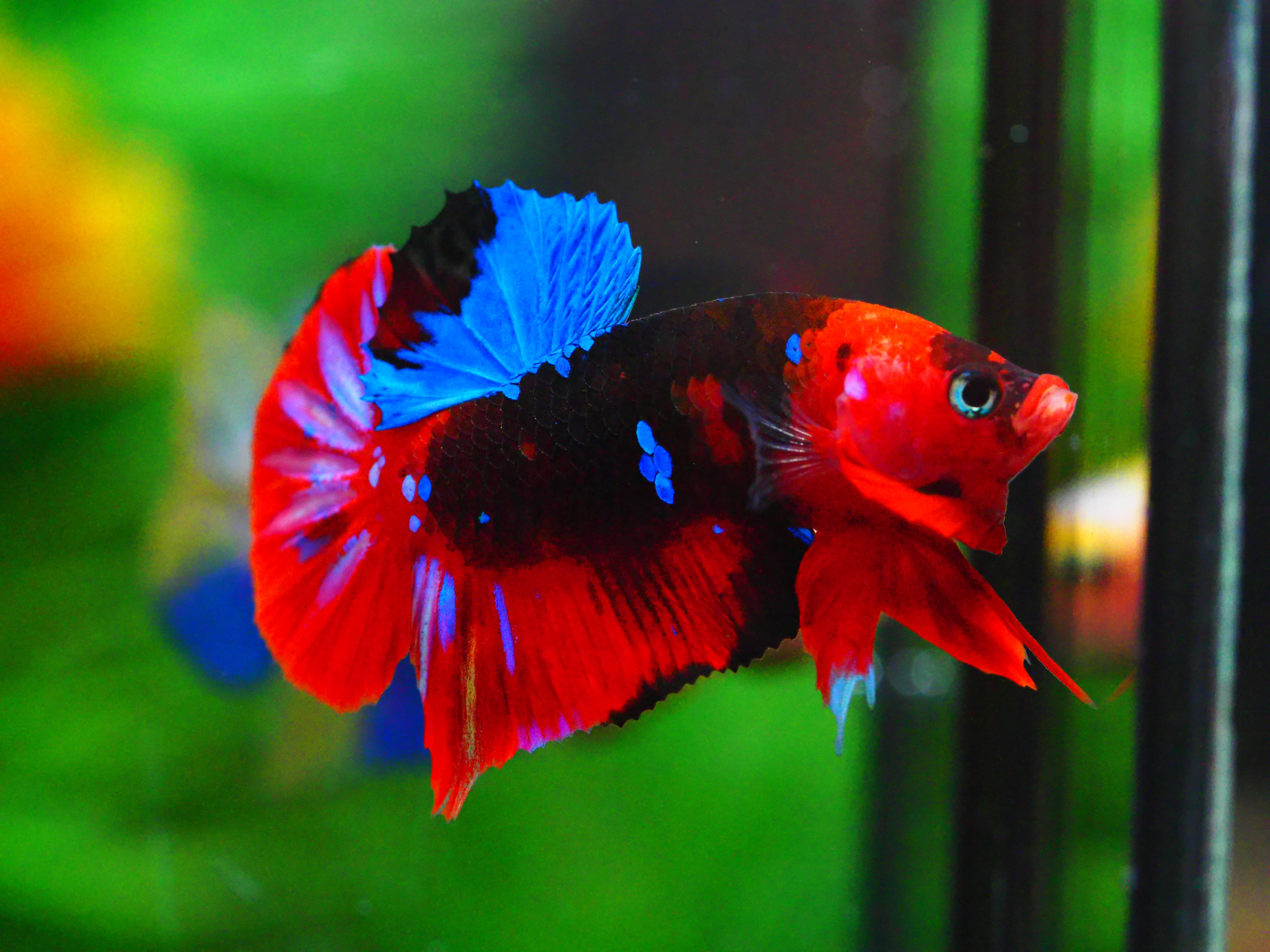 HMPK KOI GALAXY MALE GRADE A +++