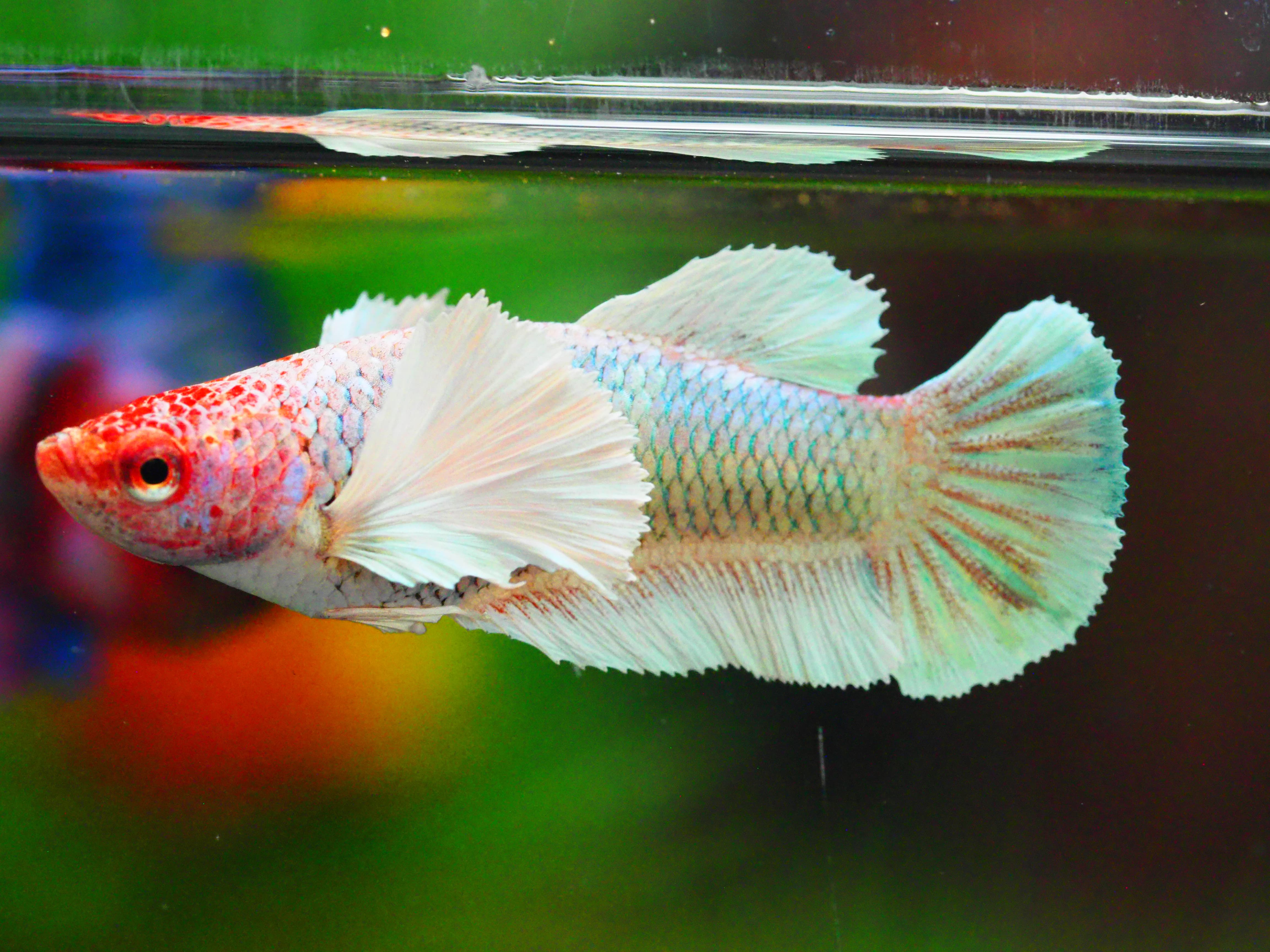 HMPK DUMBO FNMALE GRADE A +++