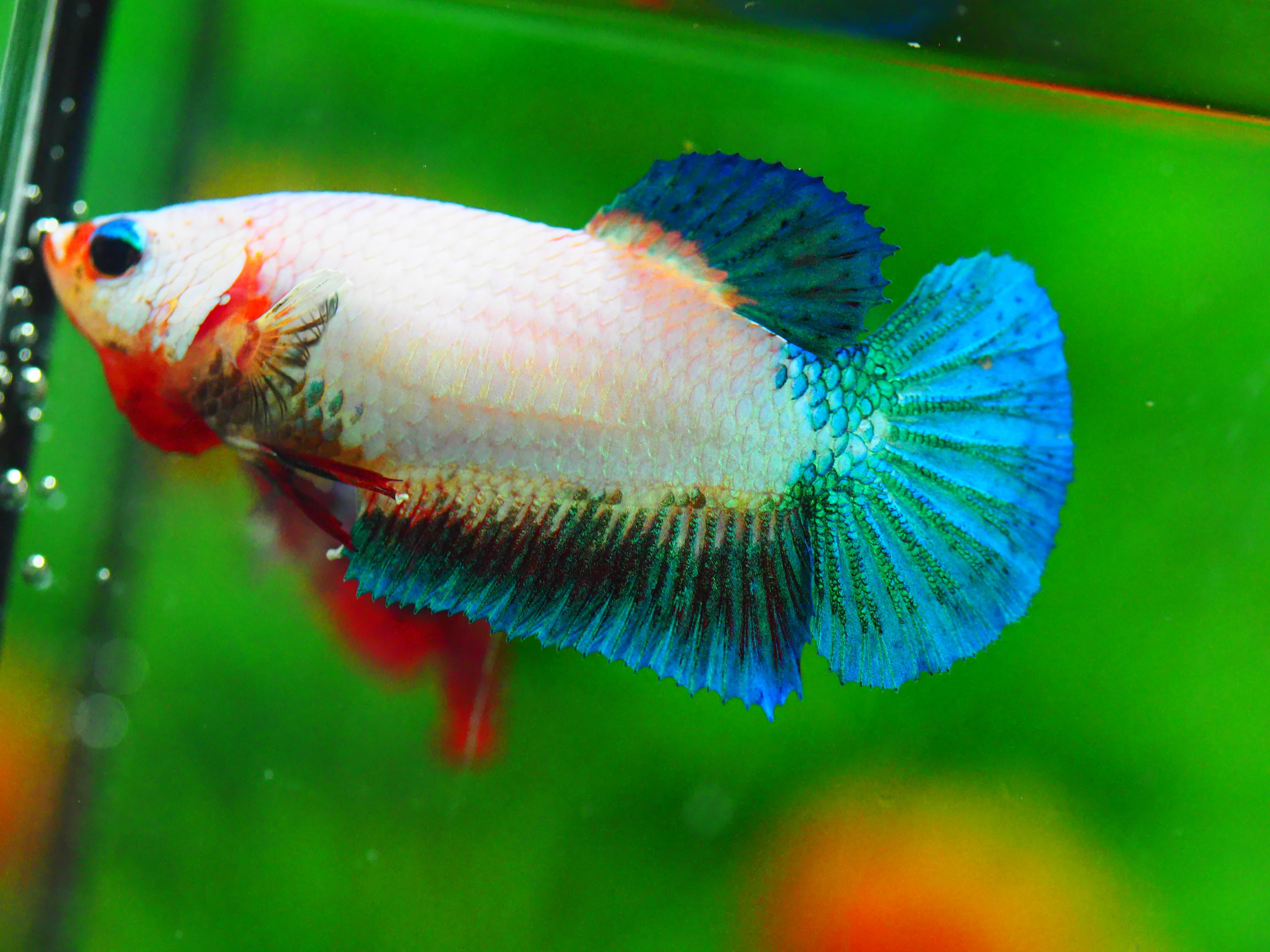 HMPK FANCY FNMALE GRADE A +++