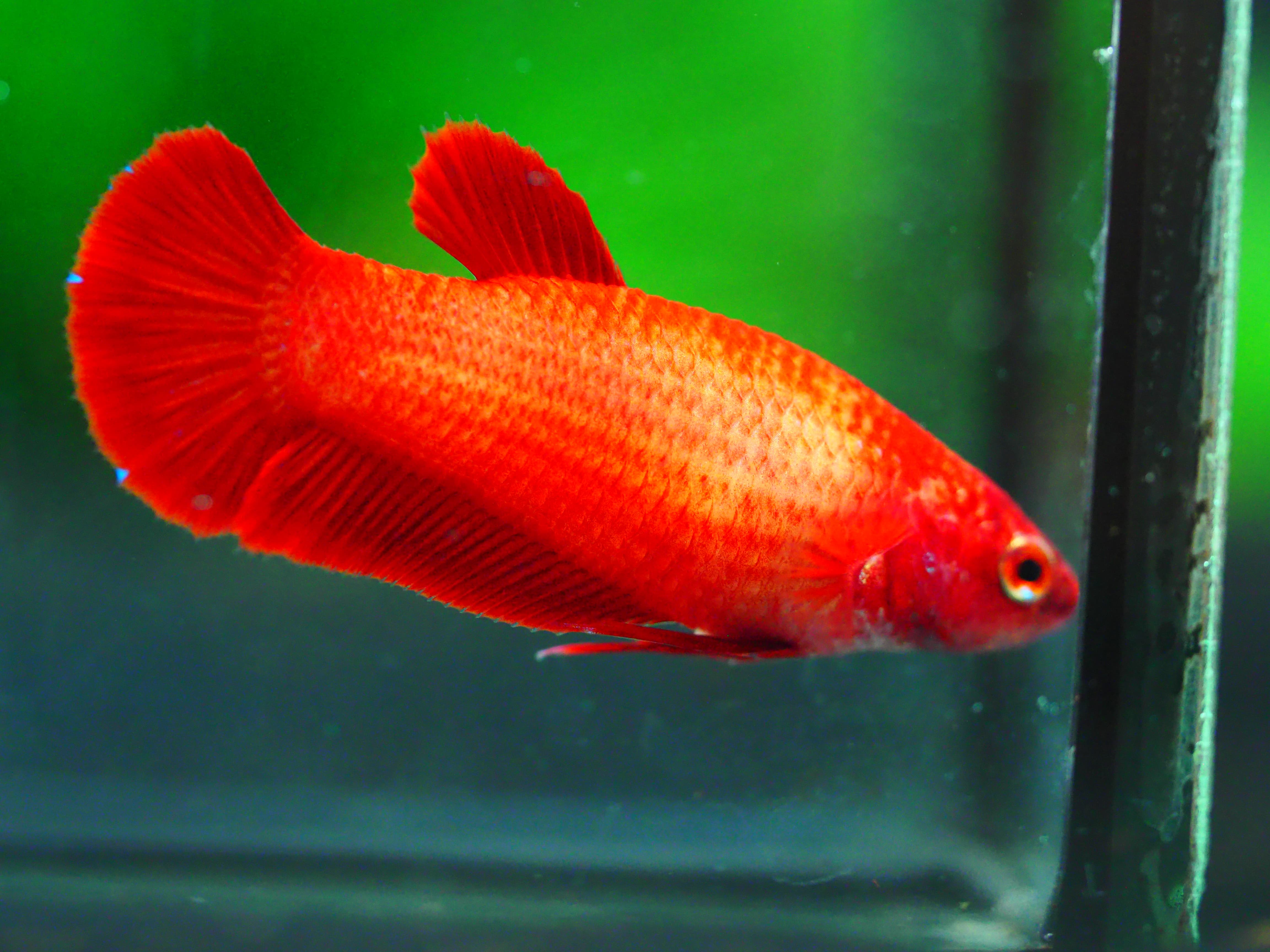 HMPK RED FNMALE GRADE A +++