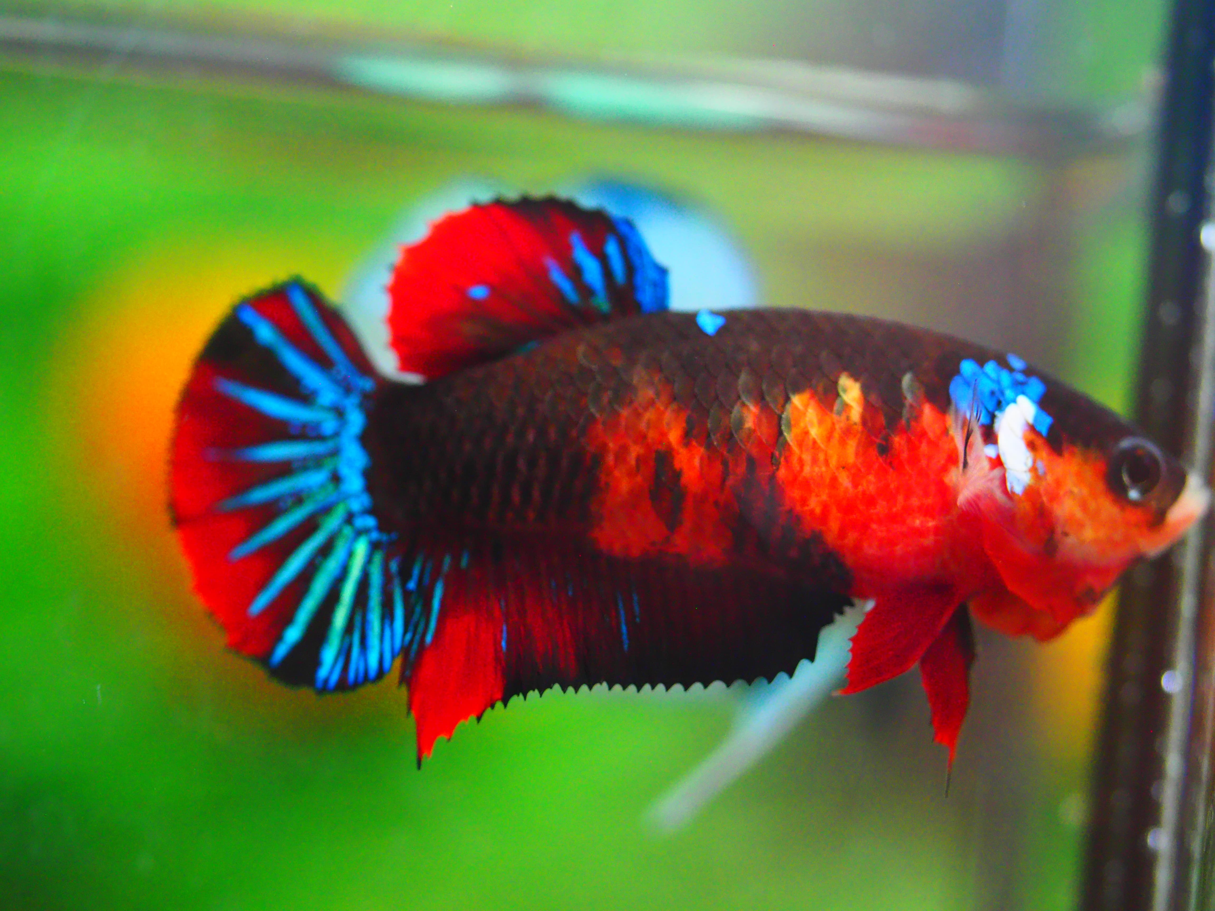 HMPK KOI GALAXY FNMALE GRADE A +++