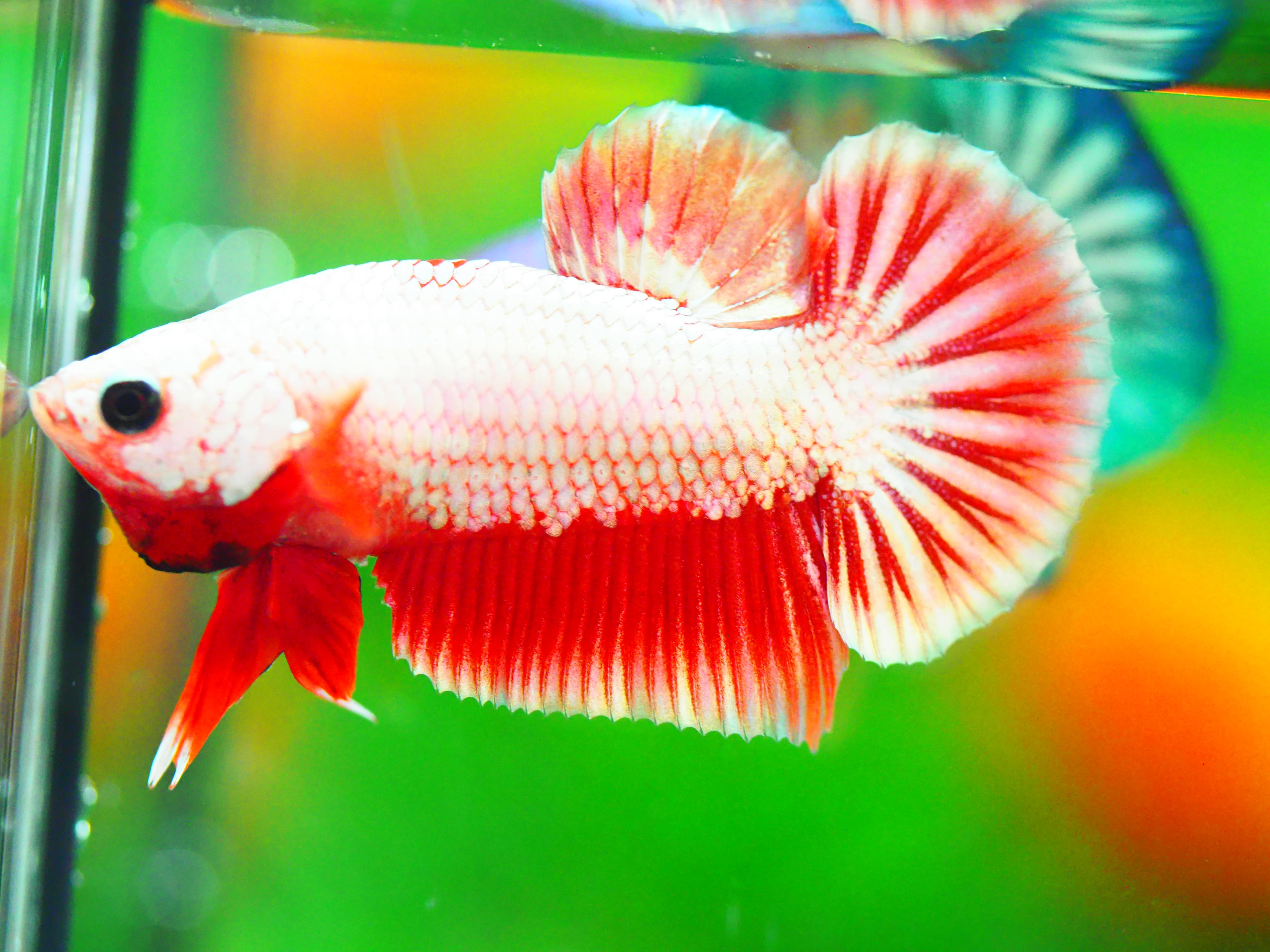 HMPK FANCY MALE GRADE A +++