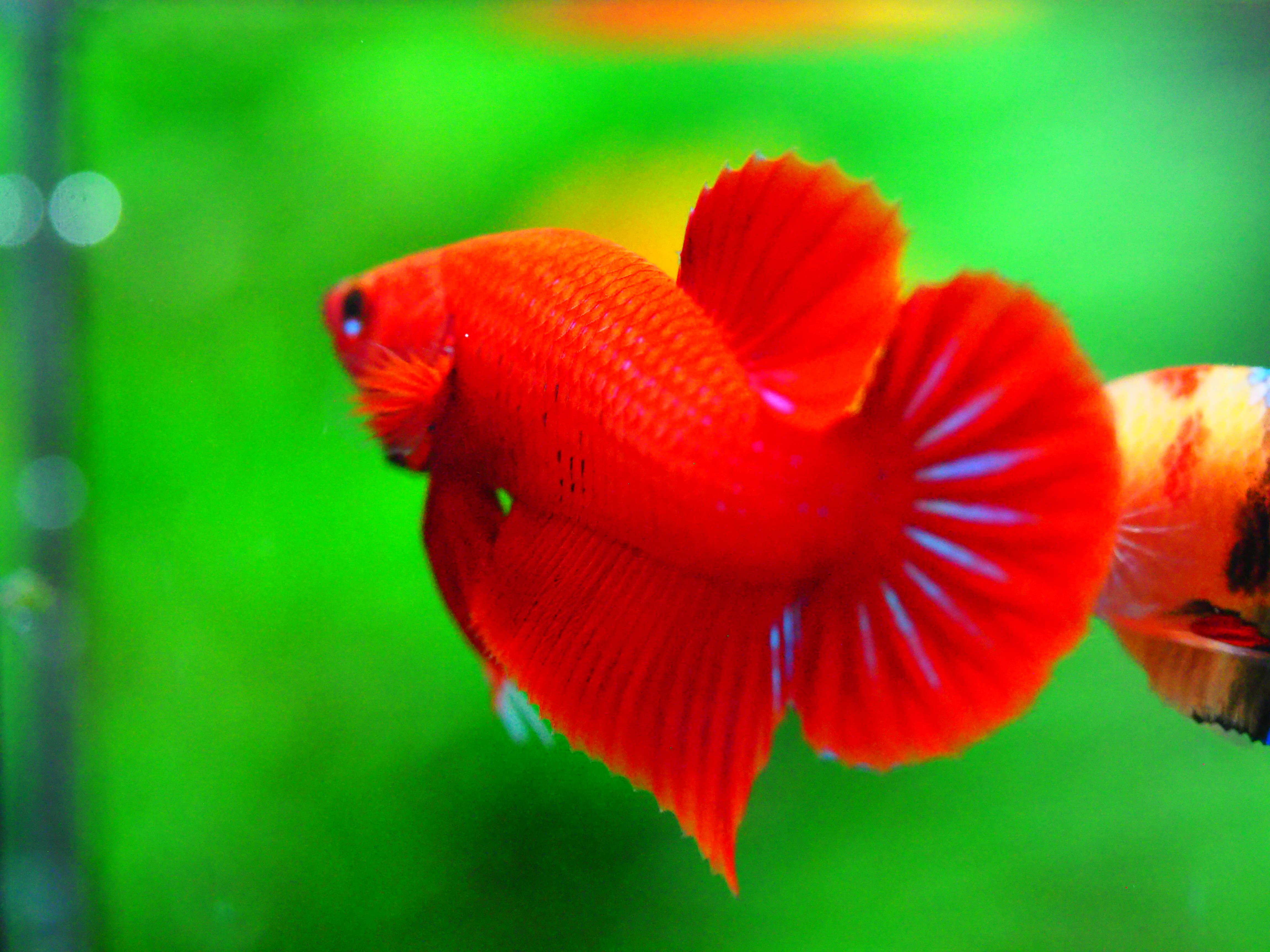 HMPK RED MALE GRADE A +++
