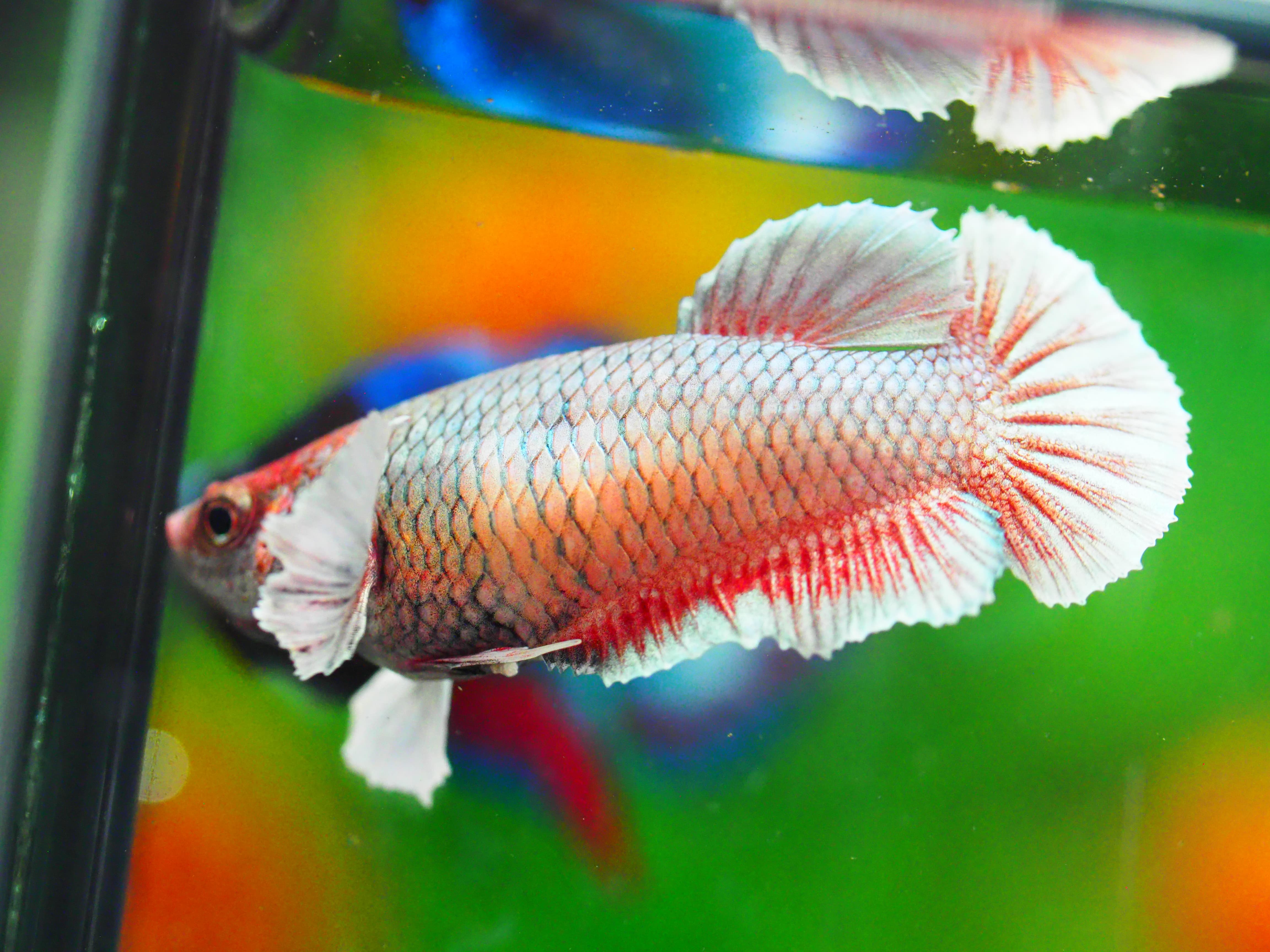 HMPK DUMBO FNMALE GRADE A +++