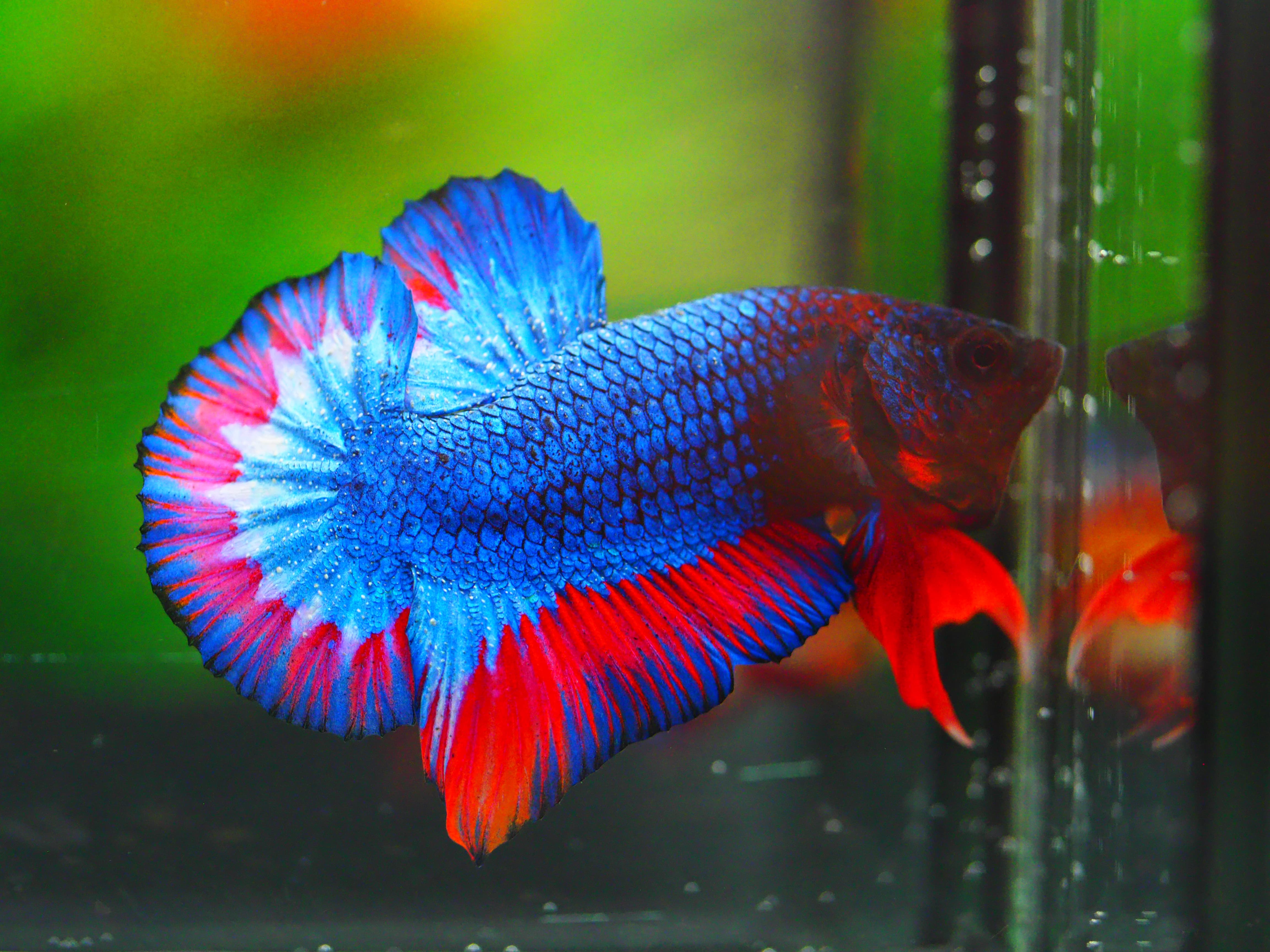 HMPK THAILAND MALE GRADE A +++