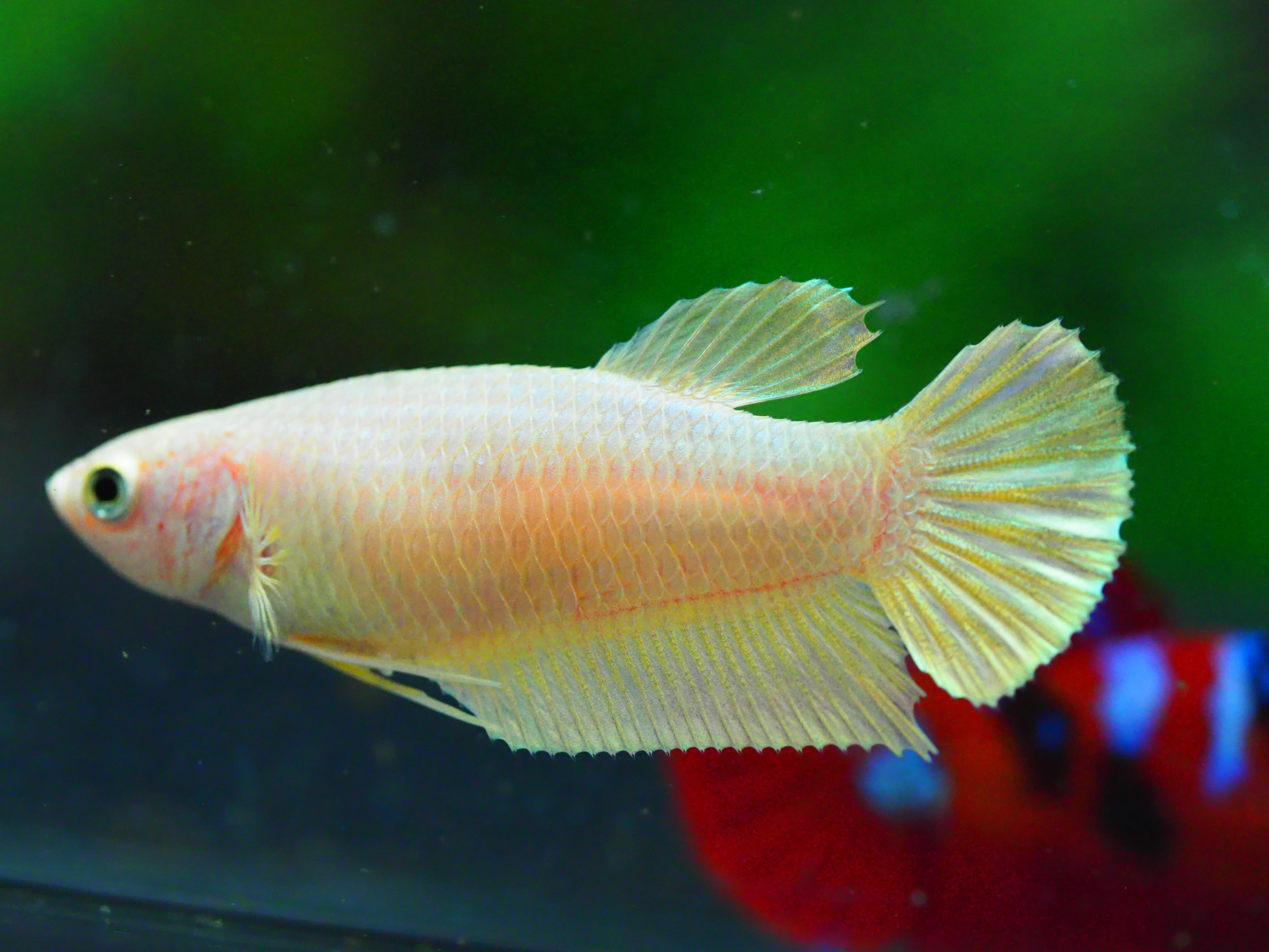 HMPK GOLD FNMALE GRADE A +++