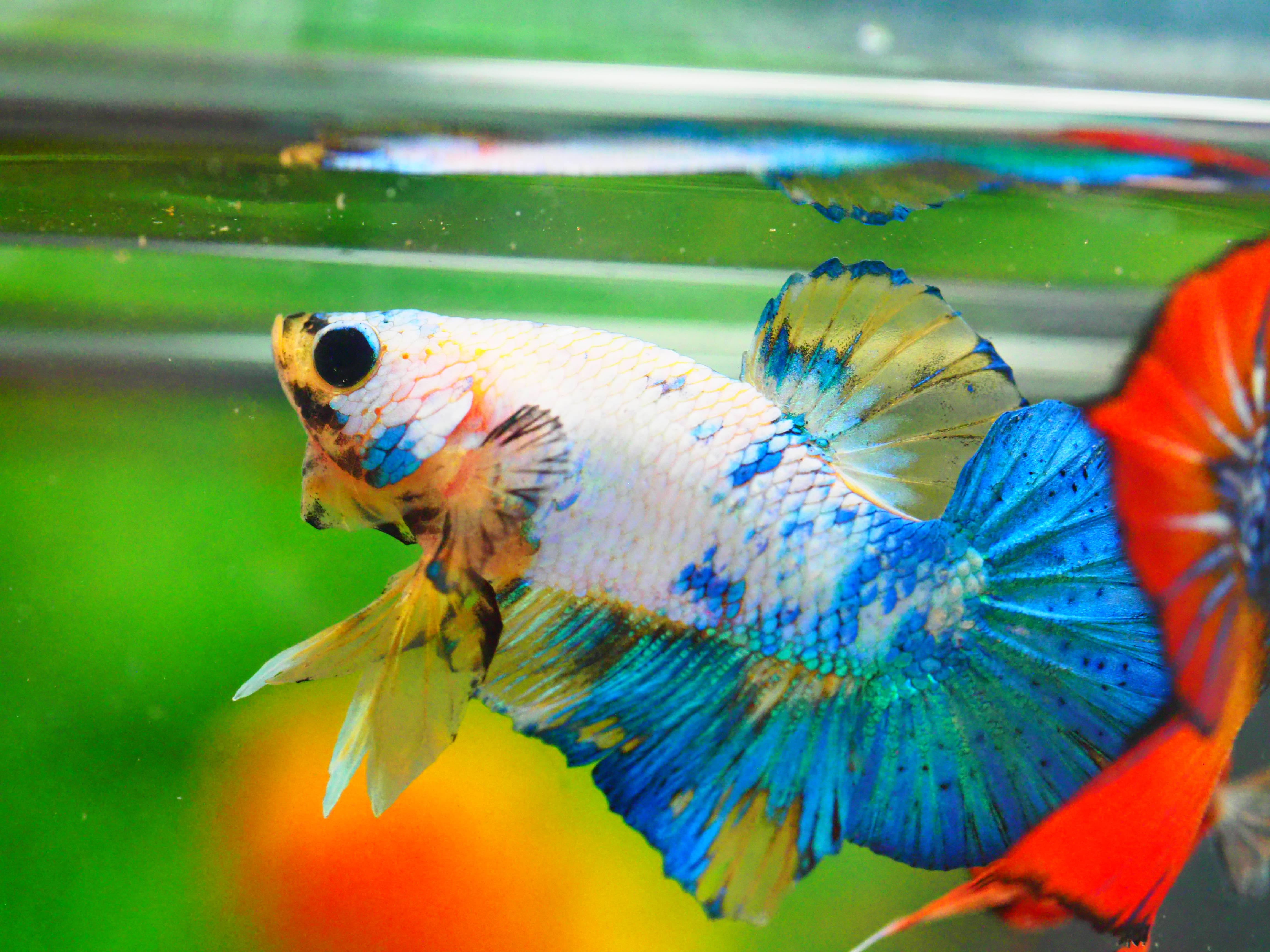 HMPK FANCY MALE GRADE A +++