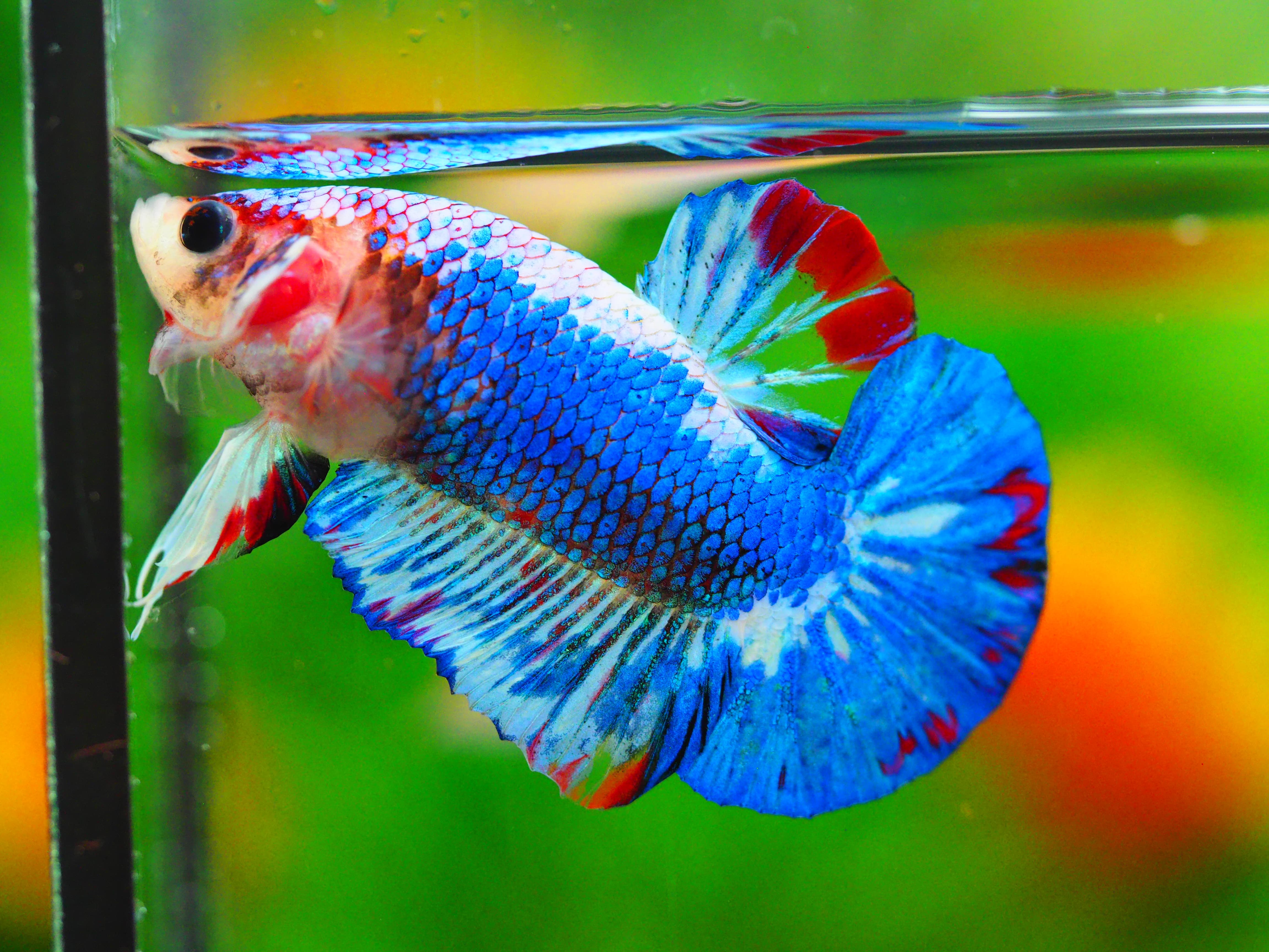 HMPK FANCY MALE GRADE A++