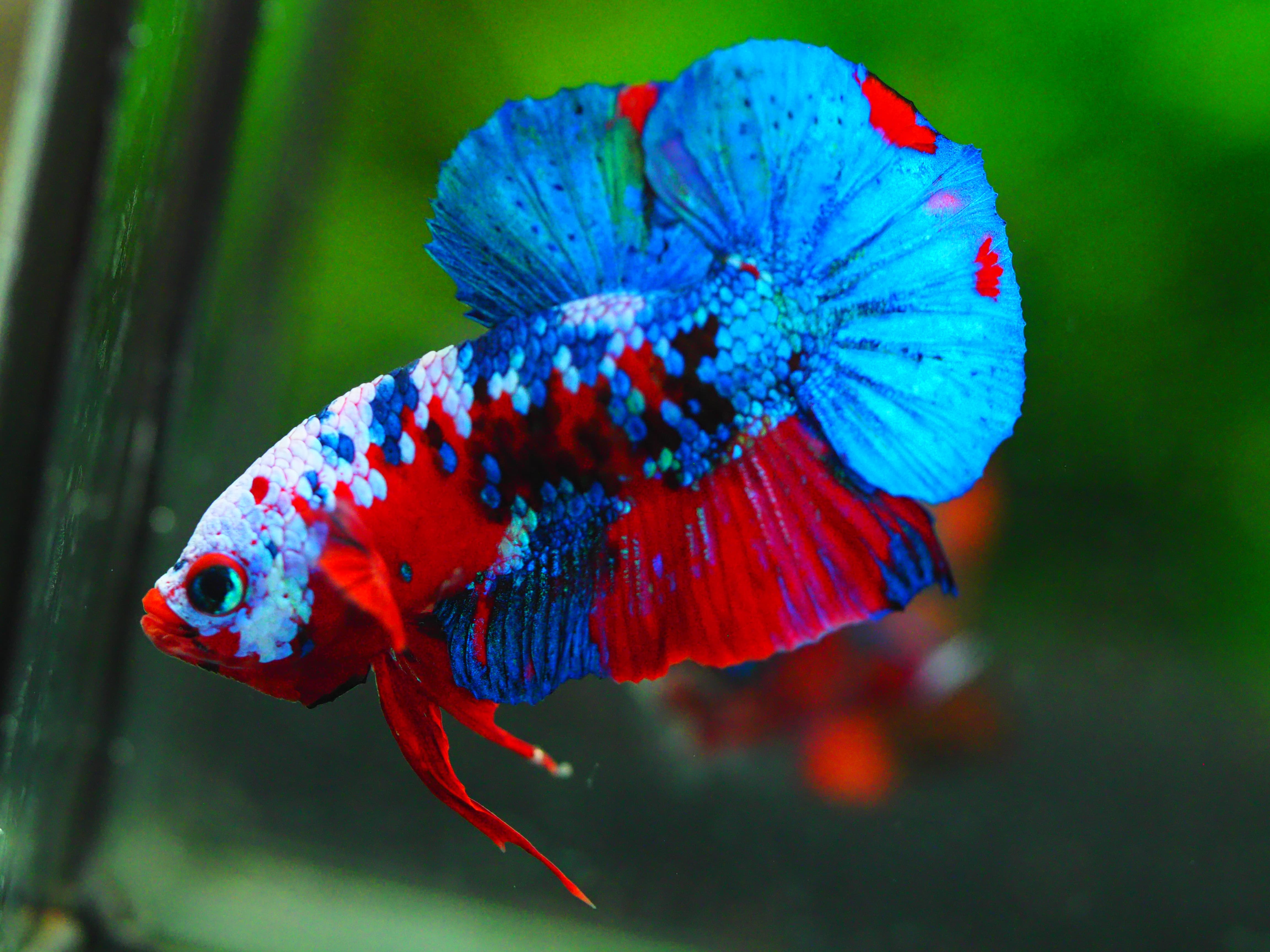 HMPK KOI GALAXY MALE GRADE A +++