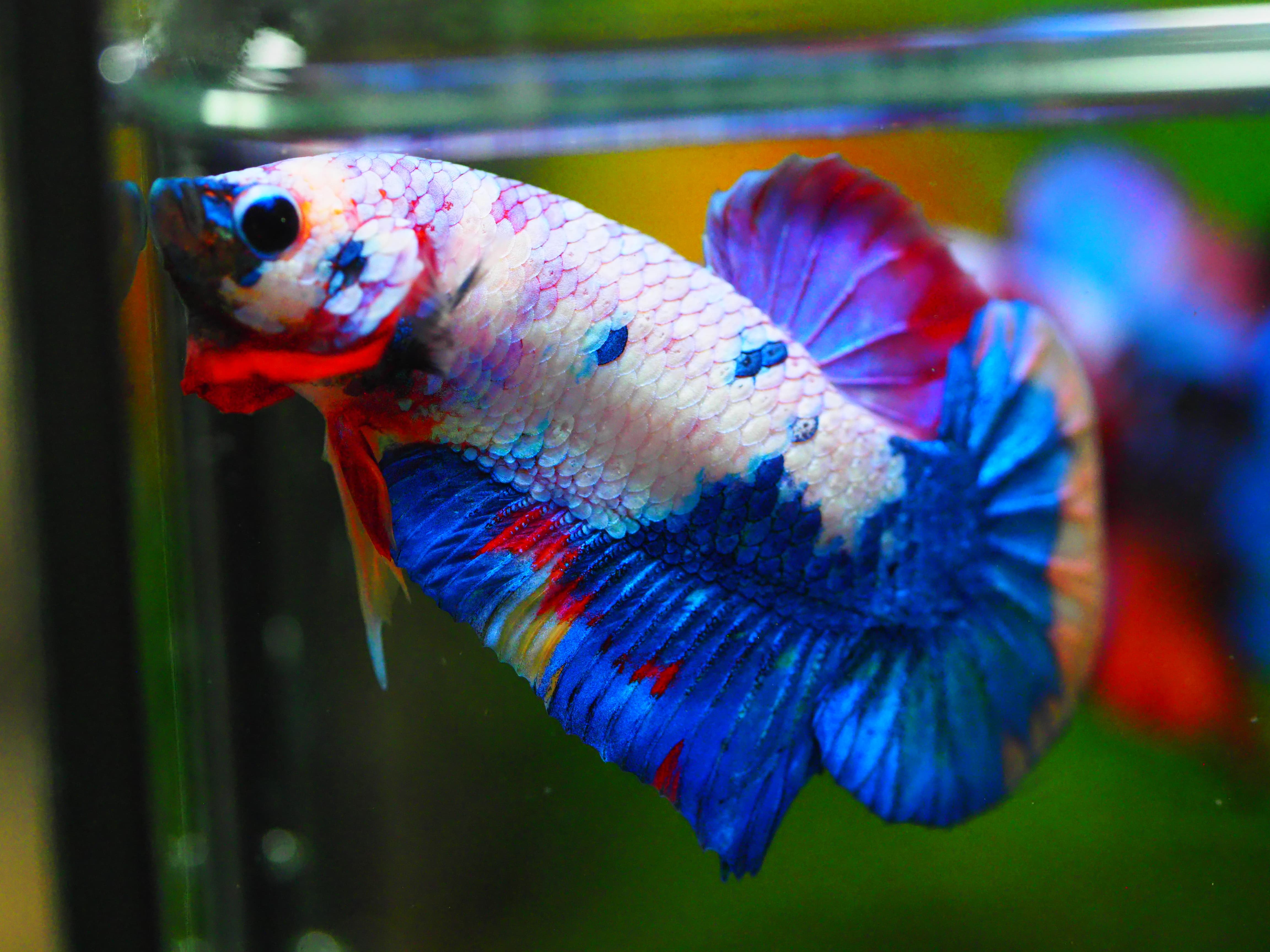 HMPK KOI FANCY MALE GRADE A +++