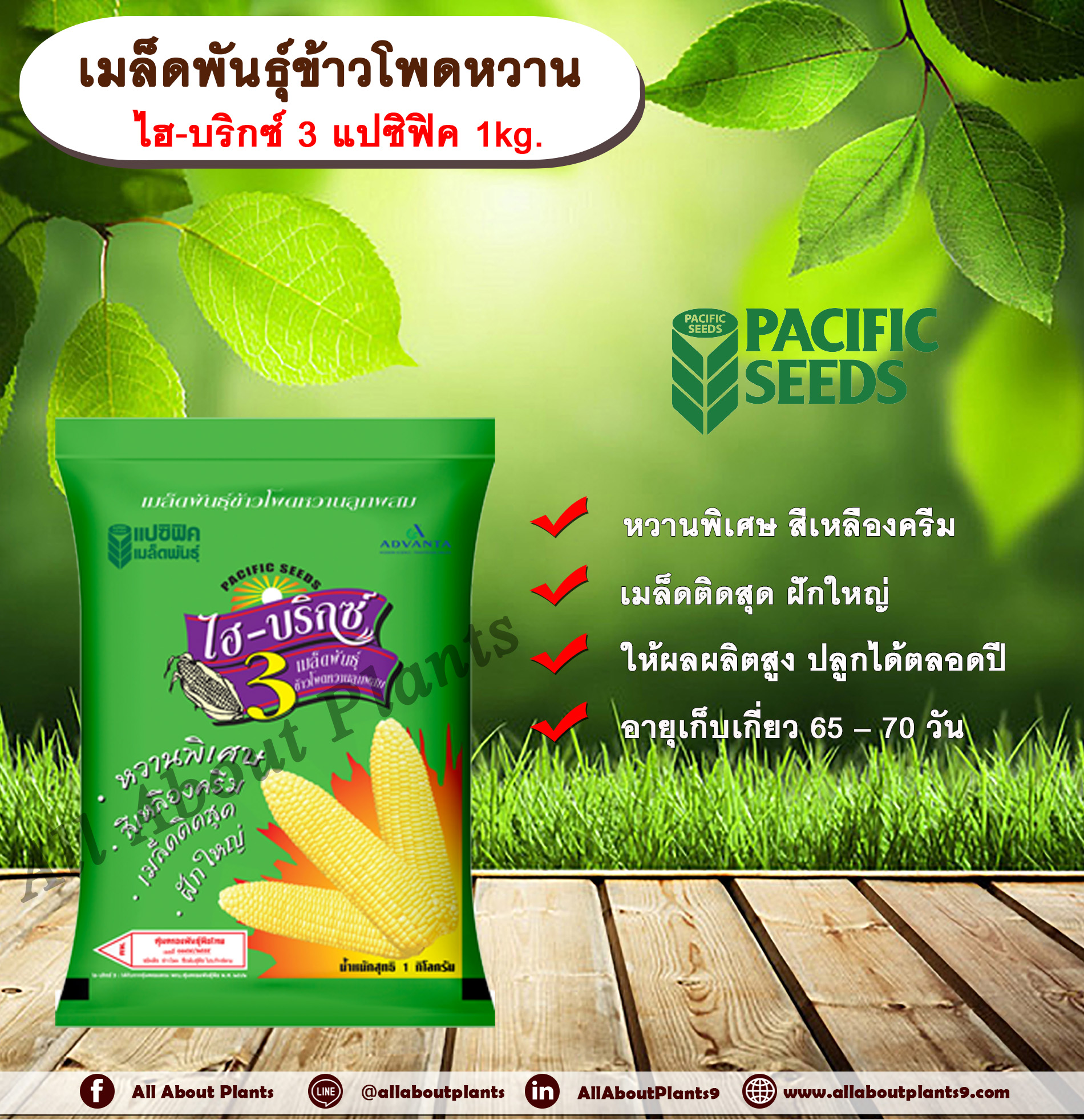เมล็ดพันธุ์ข้าวโพดหวาน ไฮบริกซ์ 3 แปซิฟิค 1 kg. เมล็ดพันธุ์ เมล็ดพันธุ์ข้าวโพด ข้าวโพดหวาน ข้าวโพดไฮบริกซ์3 เมล็ดพันธุ์ข้าวโพดแปซิฟิค หวานพิเศษ สีเหลืองครีม เมล็ดติดสุด ฝักใหญ่ ให้ผลผลิตสูง ปลูกได้ตลอดปี แปซิฟิค allaboutplants ถุง