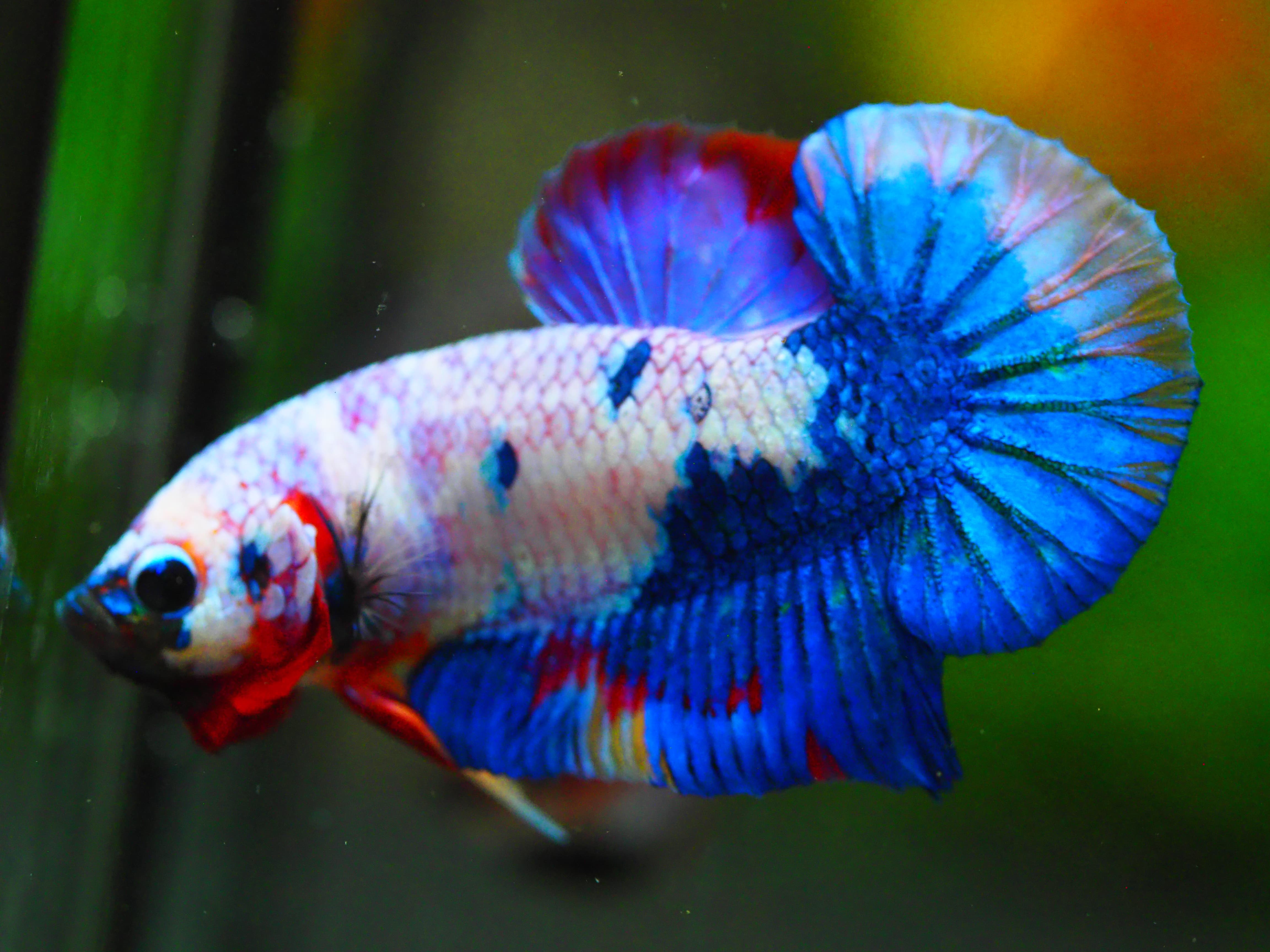 HMPK KOI FANCY MALE GRADE A +++