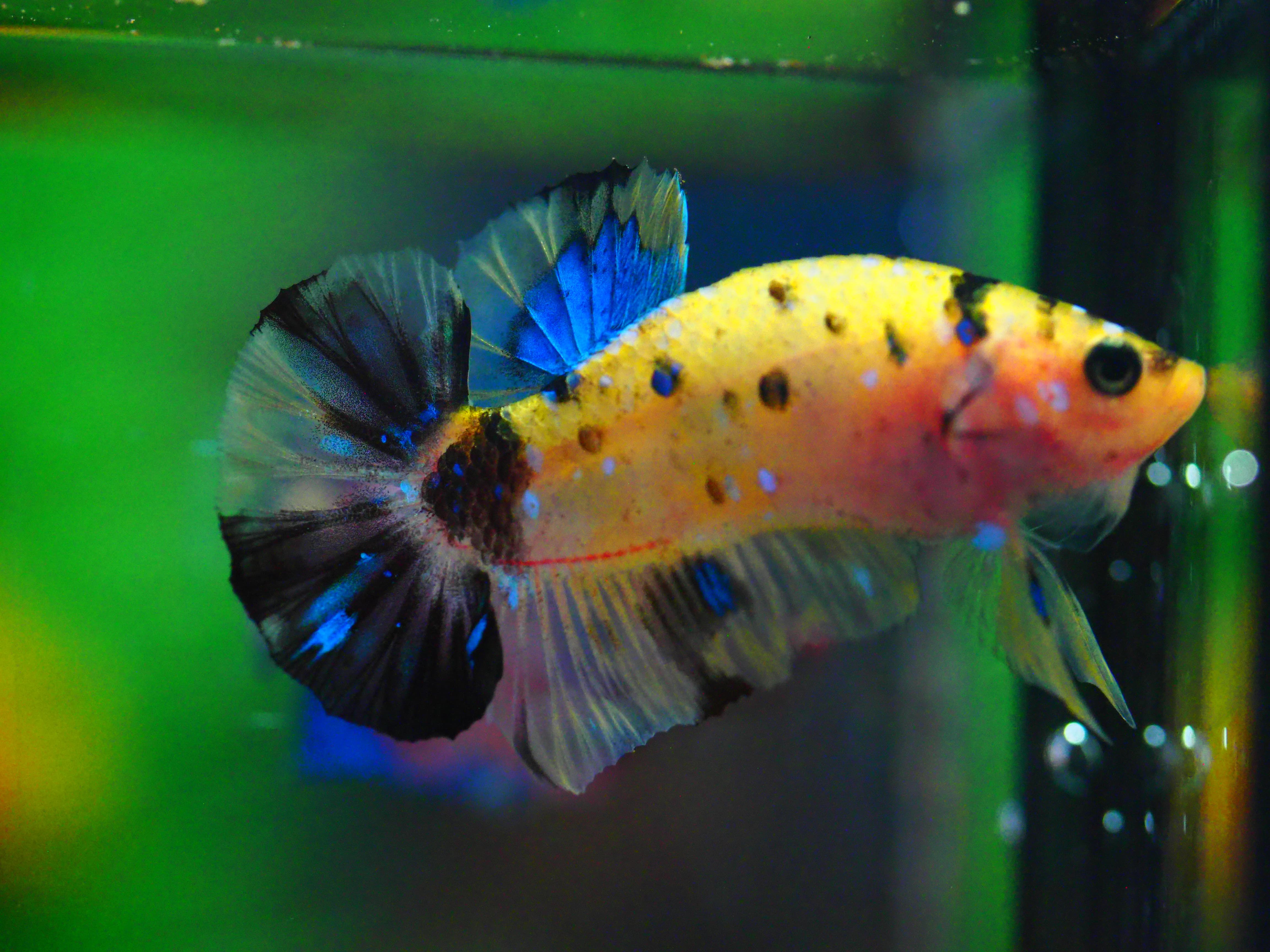 HMPK KOIYELLOW MALE GRADE A +++