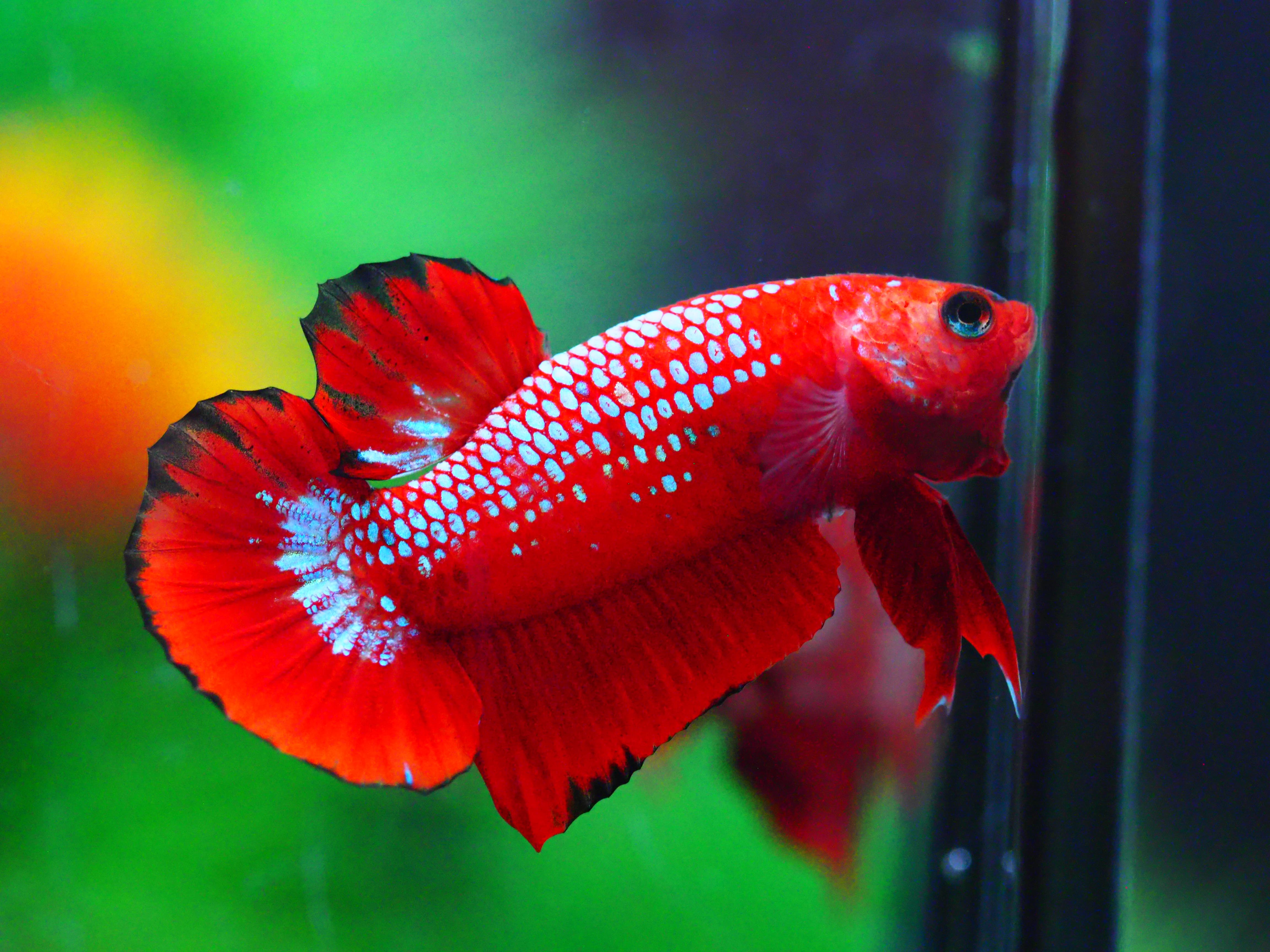 HMPK HELLBOY MALE GRADE A +++