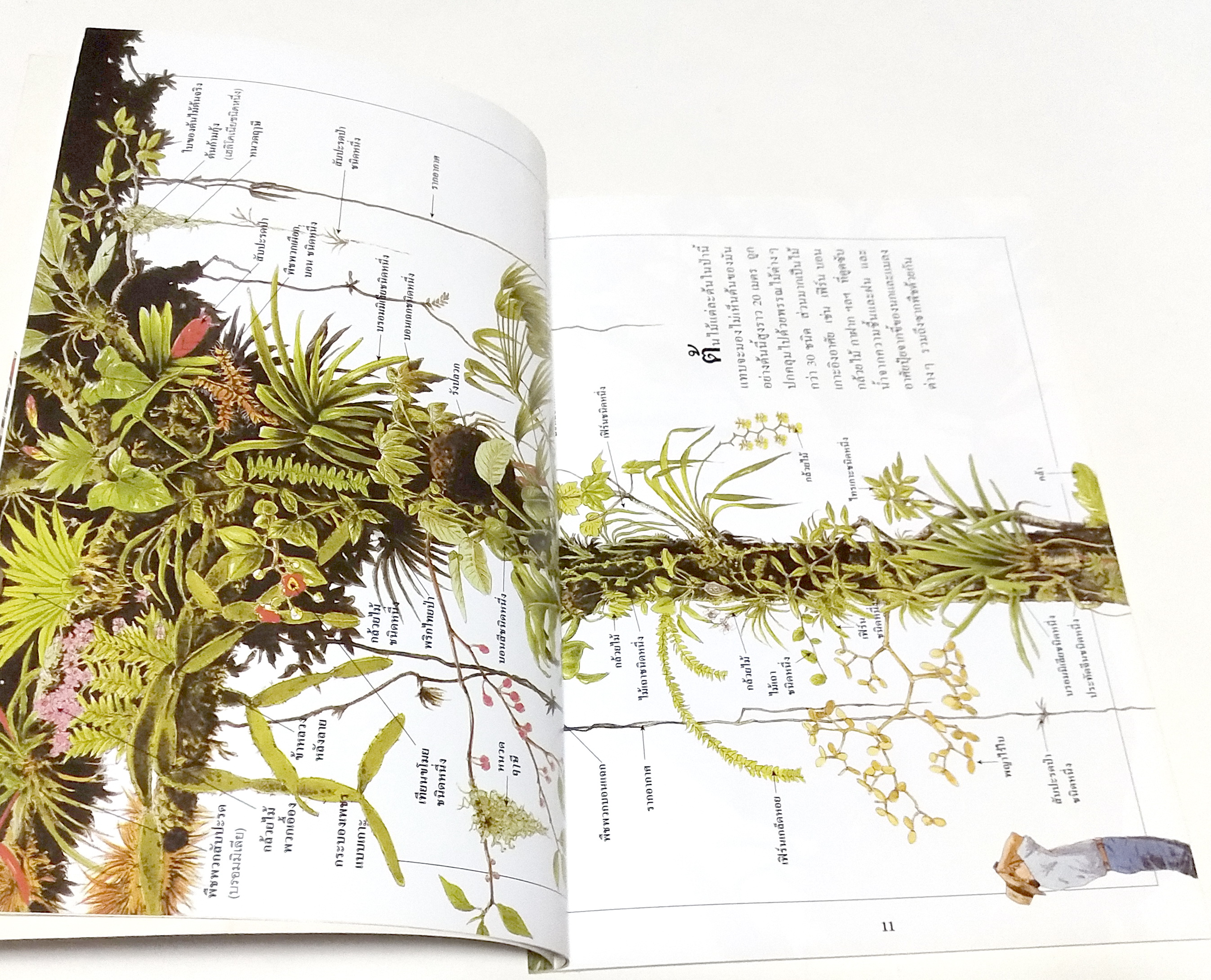 หนังสือภาพสวย ** กลางปกด้านใน หน้าและหลัง และหน้าสุดท้ายมีรอบสก๊อตเทป ภาพสีทั้งเล่ม ศึกษาชนิดพืชและสัตว์ในป่าดงดิบอันอุดมสมบูรณ์ "สิ่งมีชีวิตในป่า" โดย Tatsuhide Matsuoka แปลและเรียบเรียงโดย ดร. ชวลิต วิทยานนท์ พิมพ์ครั้งที่ 2 กันยายน 2547