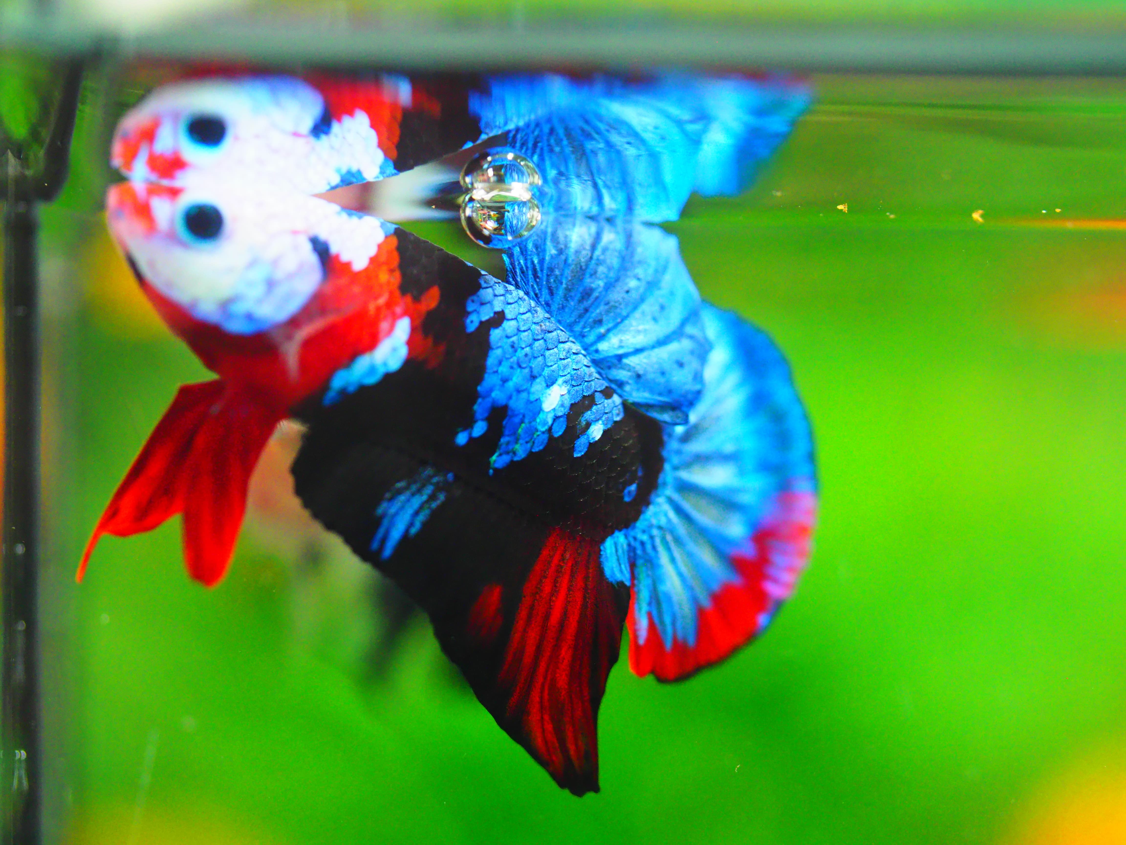 HMPK KOI GALAXY MALE GRADE A +++เด็ก