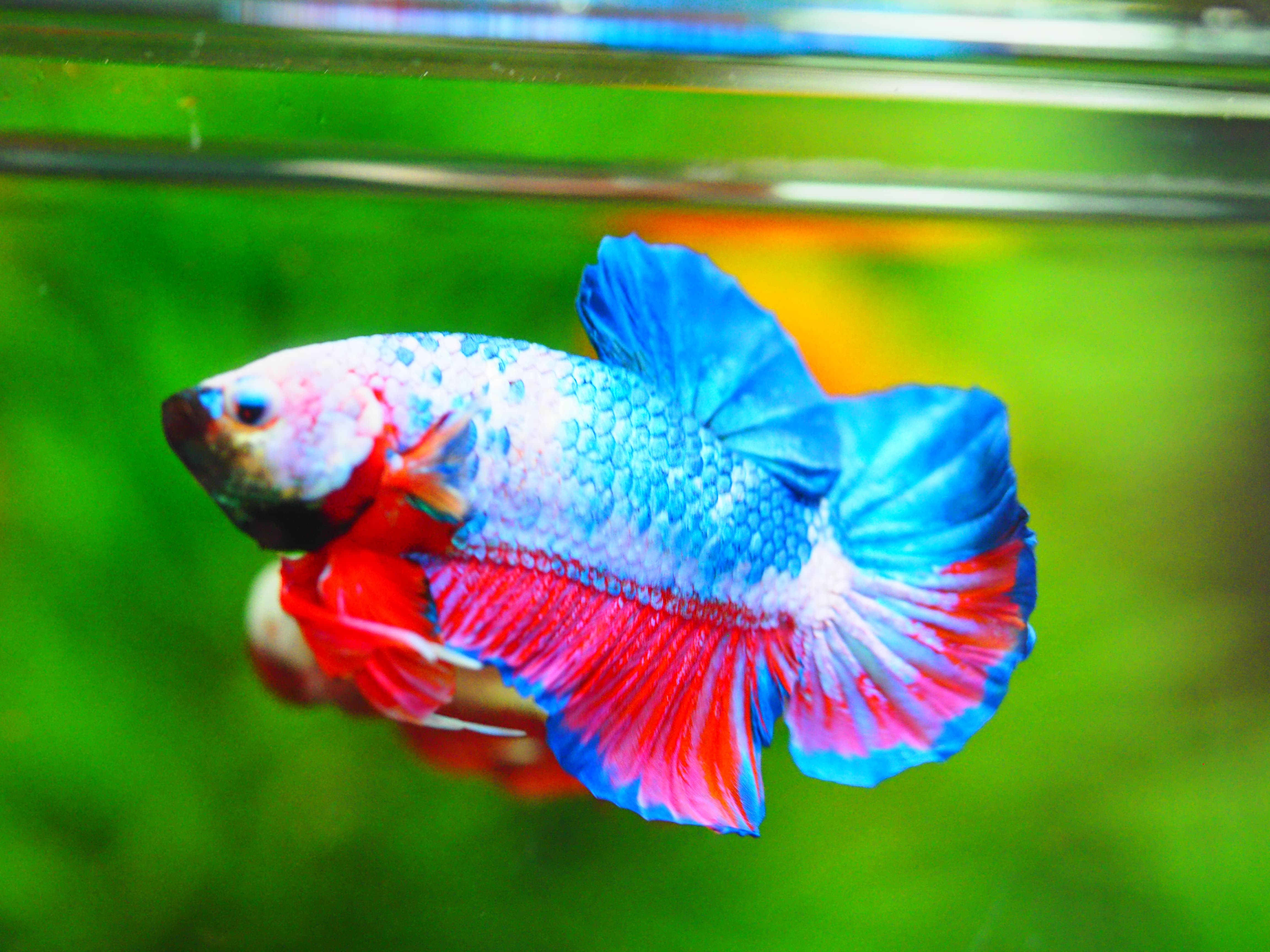 HMPK KOI GALAXY MALE GRADE A++