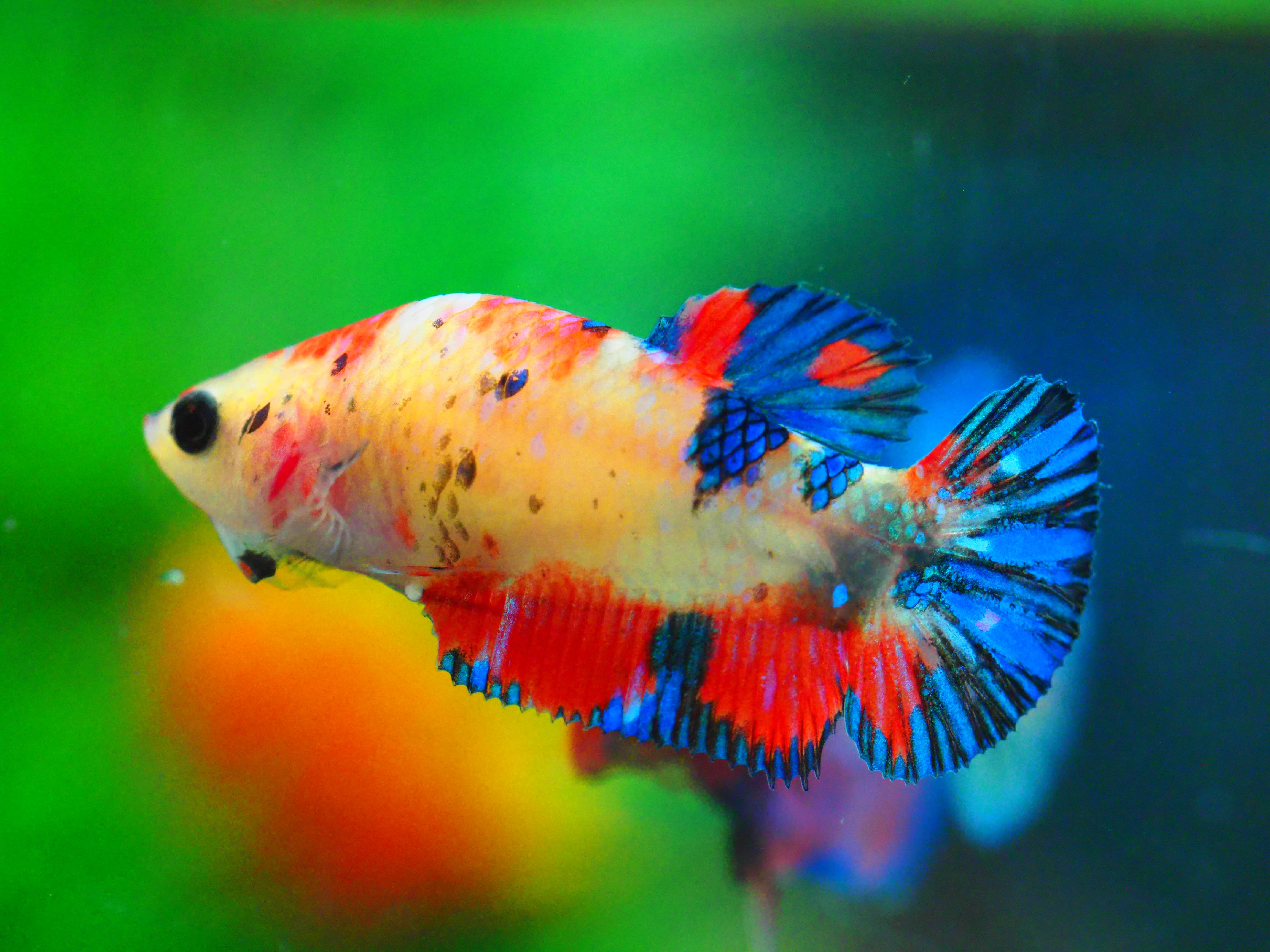 HMPK NEMO GALAXY FNMALE