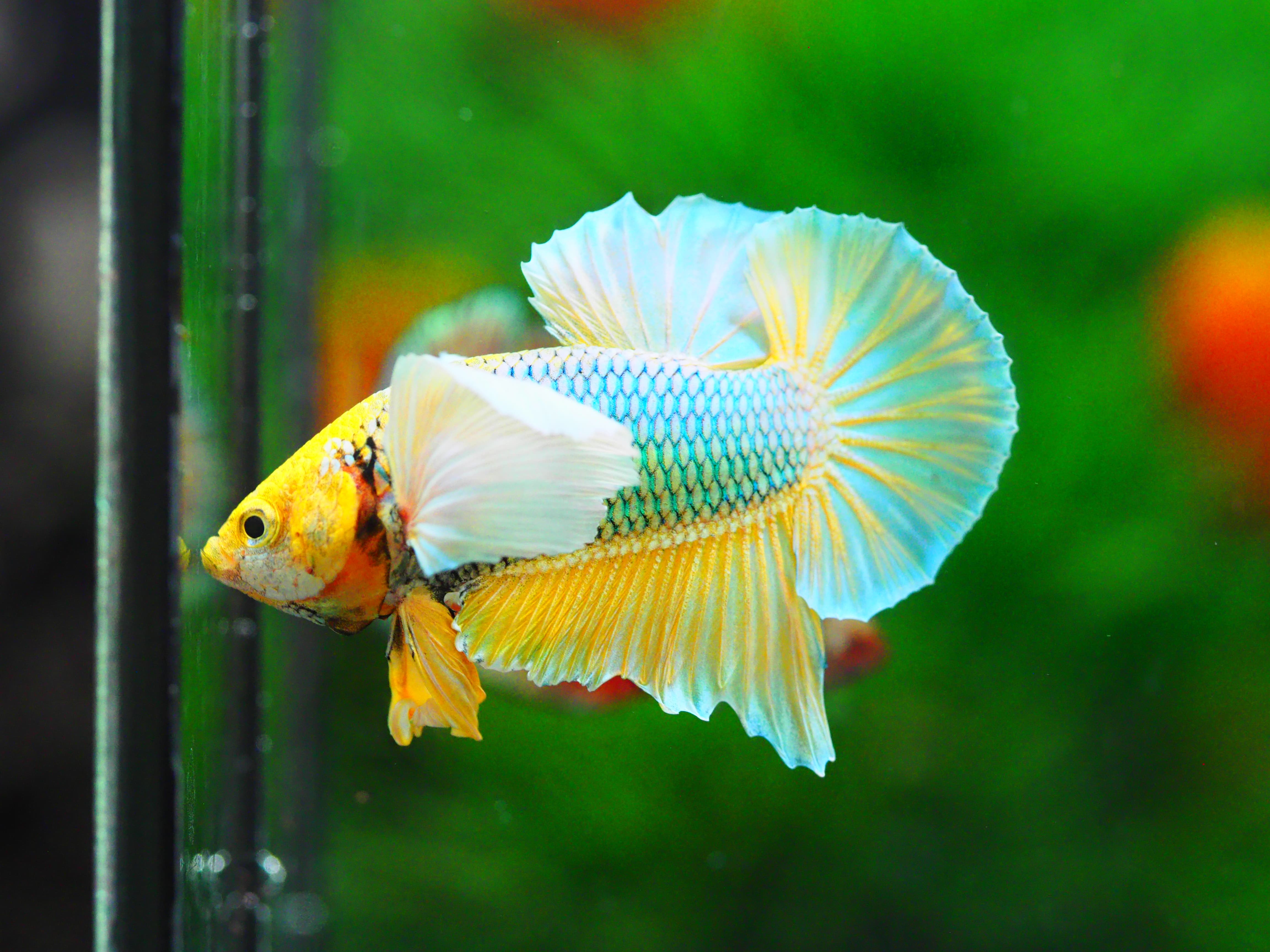 HMPK DUMBO MALE GRADE A +++