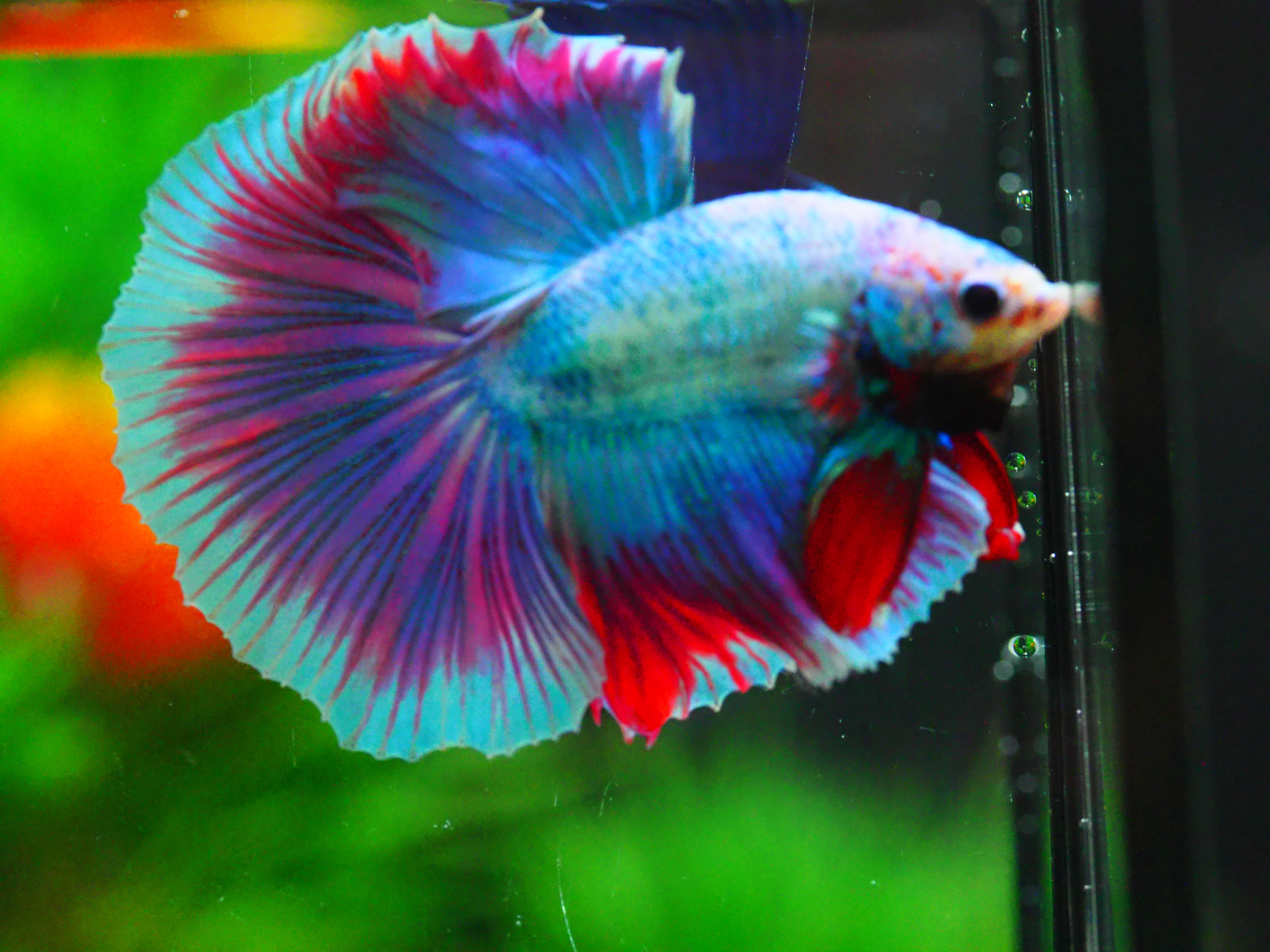 HM FANCY MALE GRADE A +++