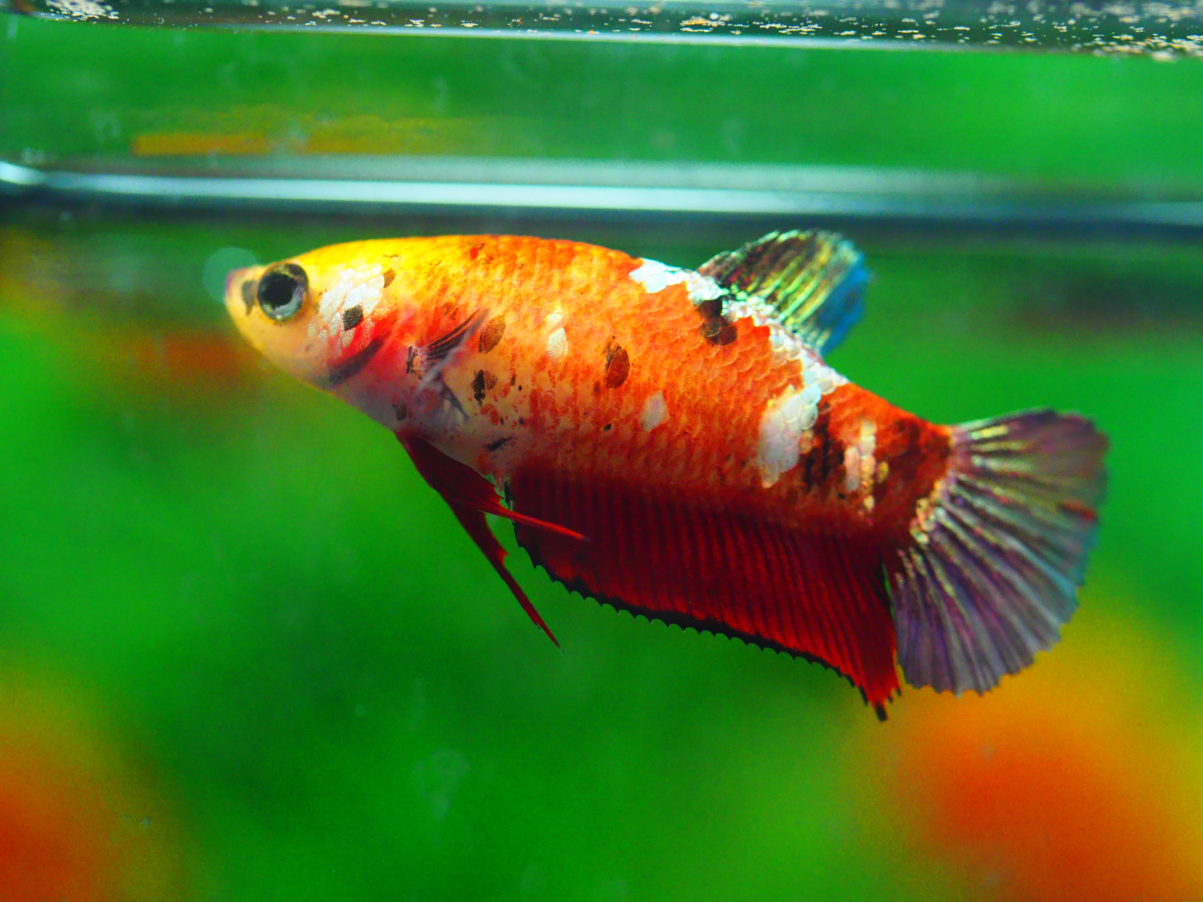 HMPK KOI GALAXY FNMALE GRADE A +++