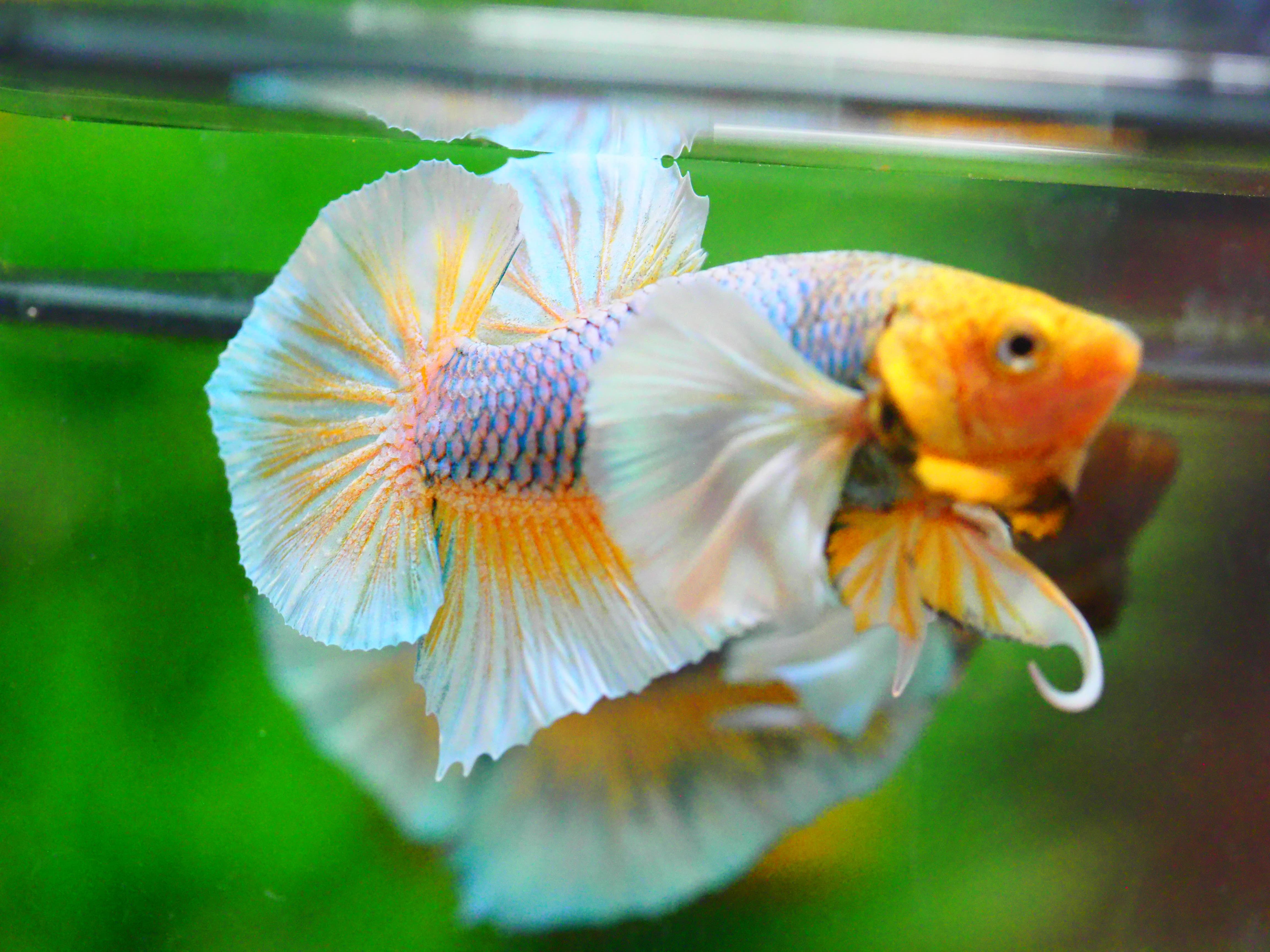 HMPK DUMBO MALE GRADE A +++