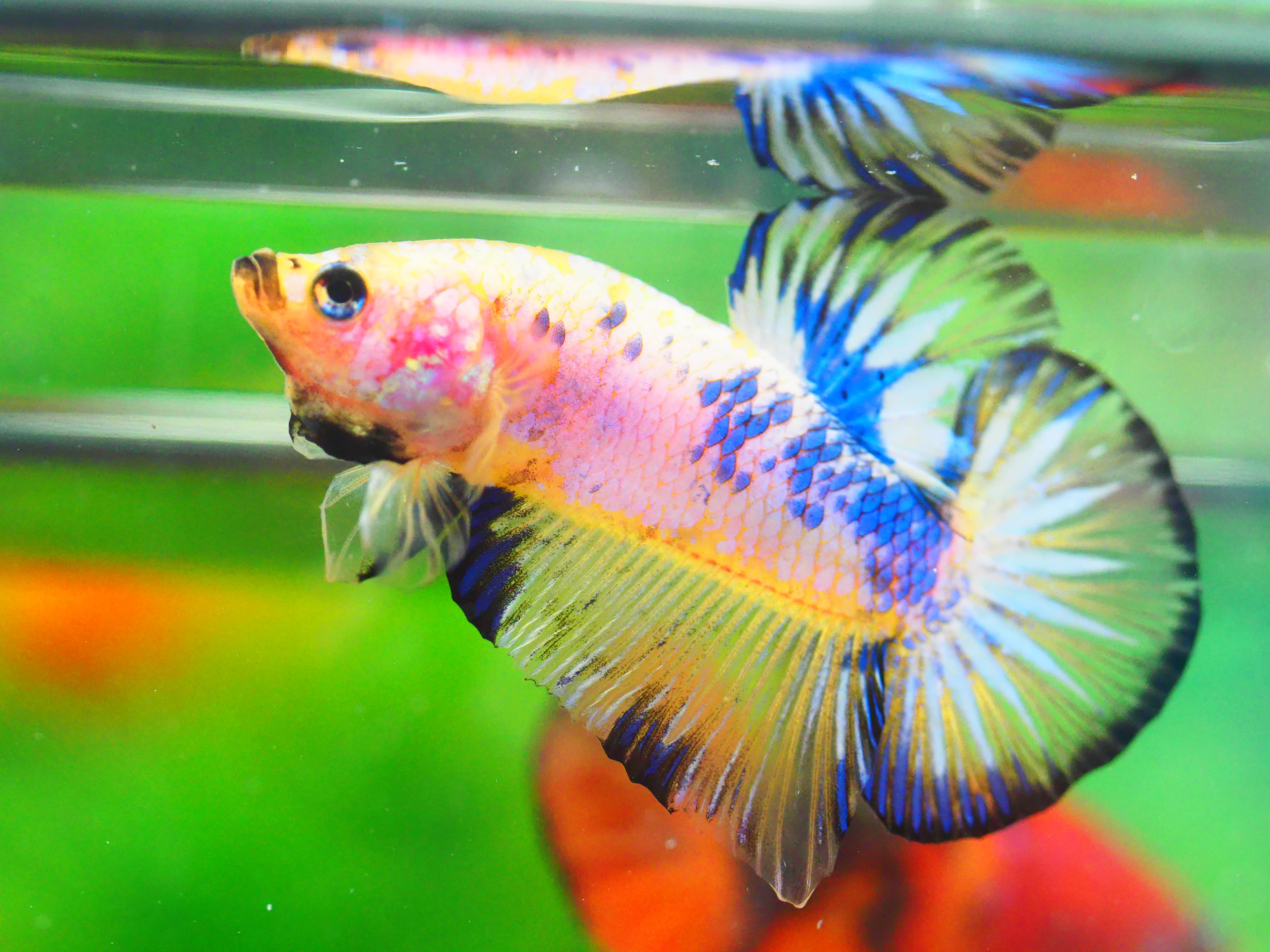 HMPK FANCY MALE GRADE A +++