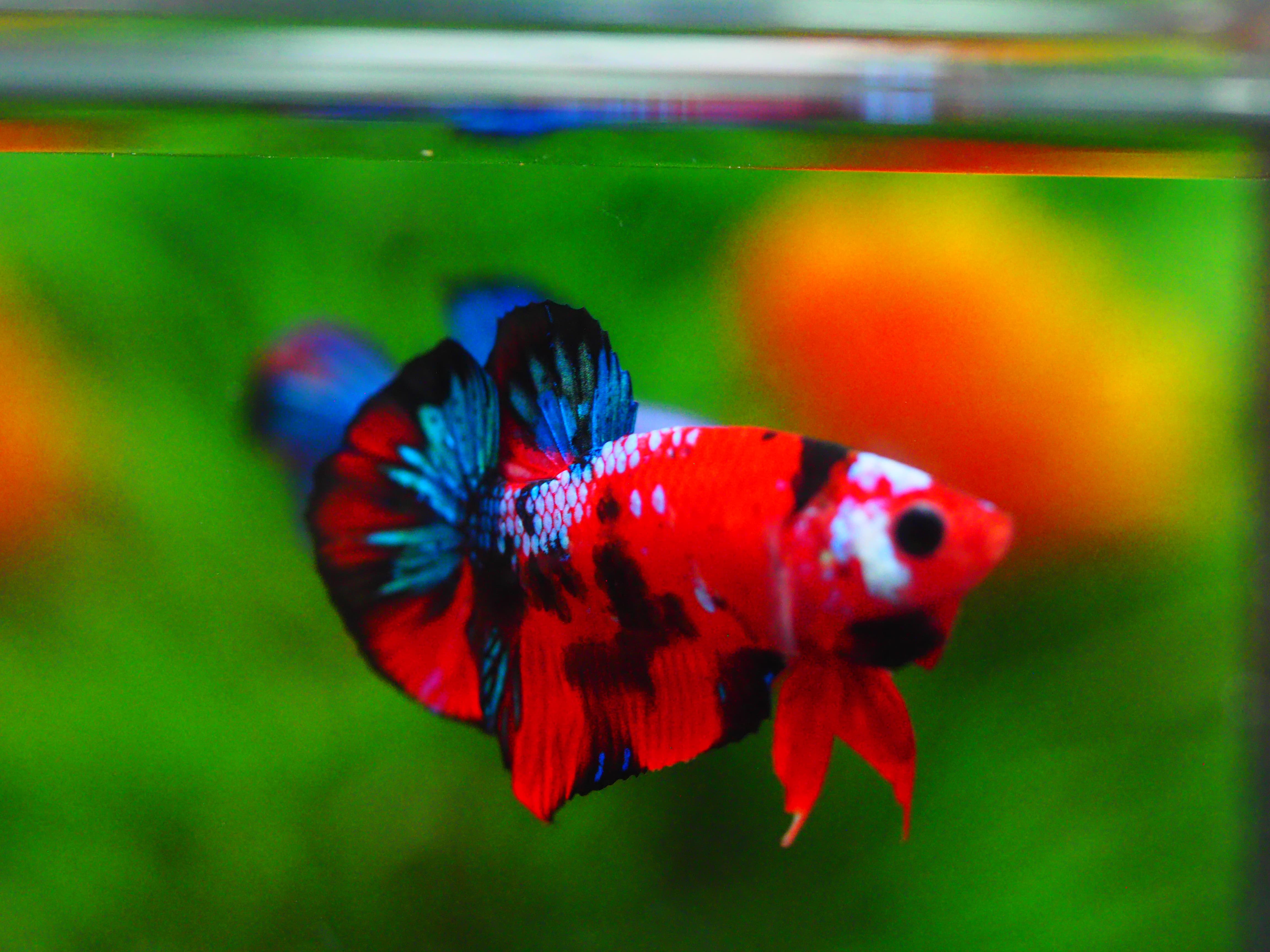 HMPK KOI GALAXY MALE GRADE A +++