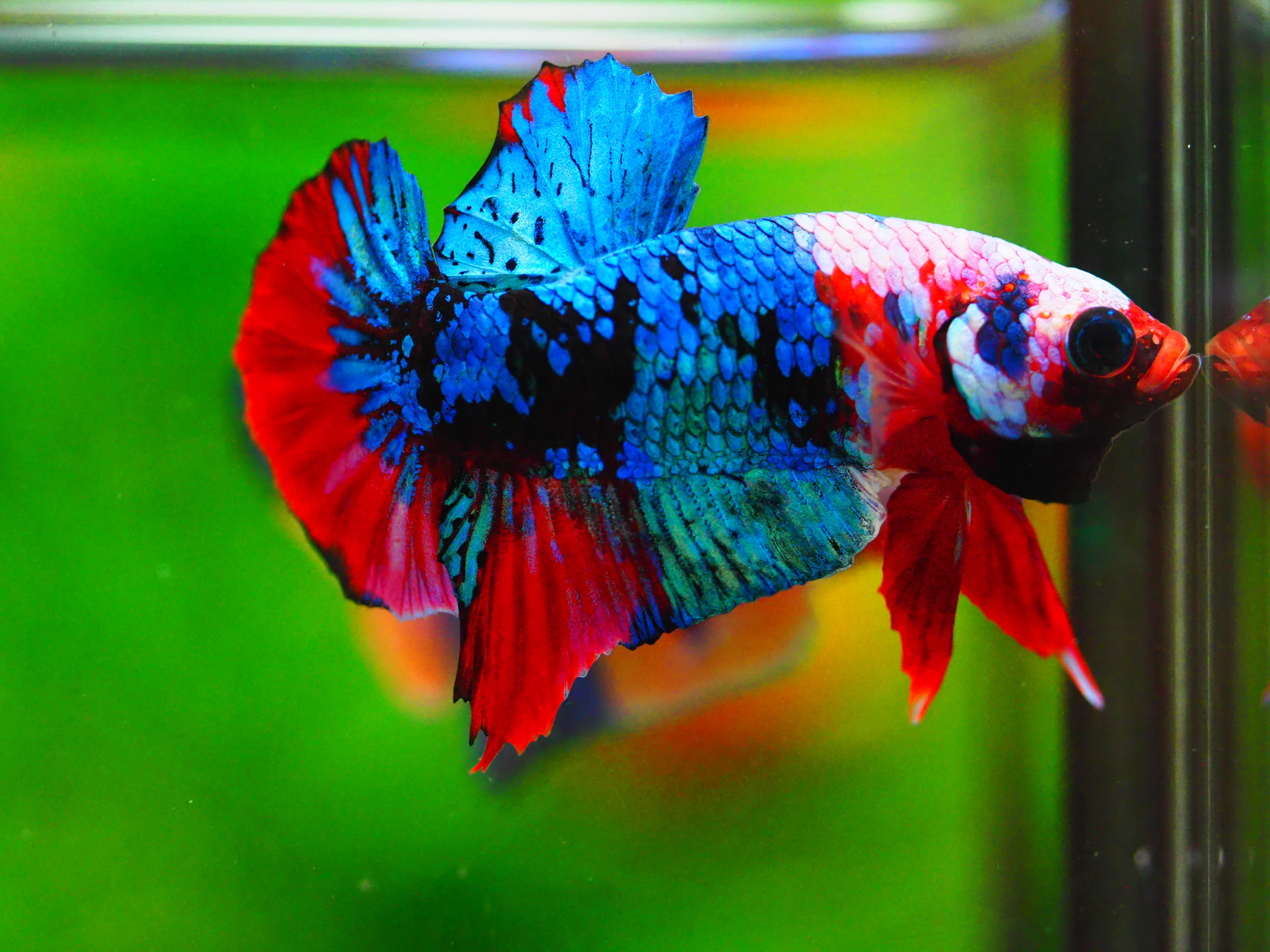 HMPK KOI GALAXY MALE GRADE A +++