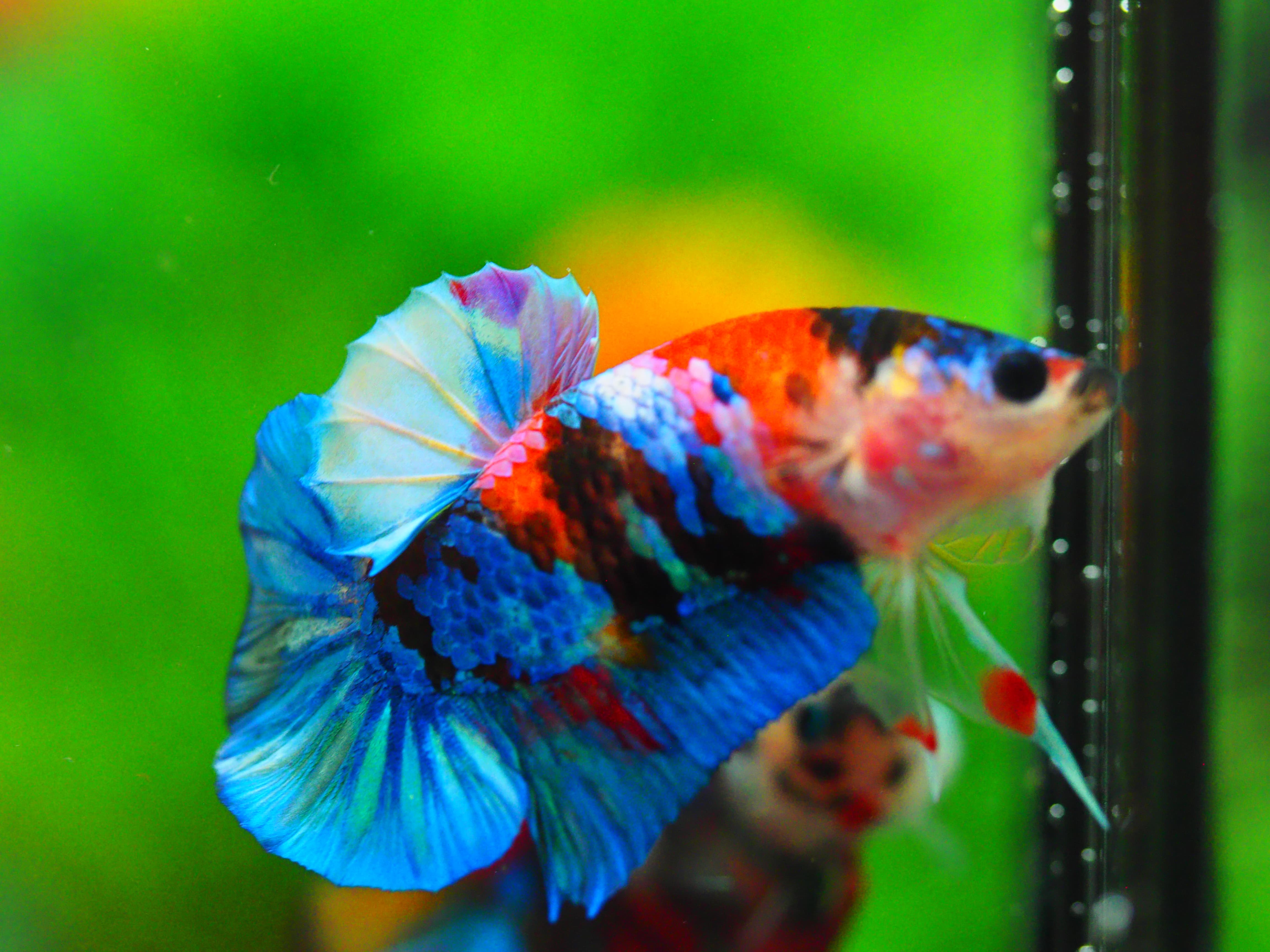 HMPK KOI GALAXY MALE GRADE A +++