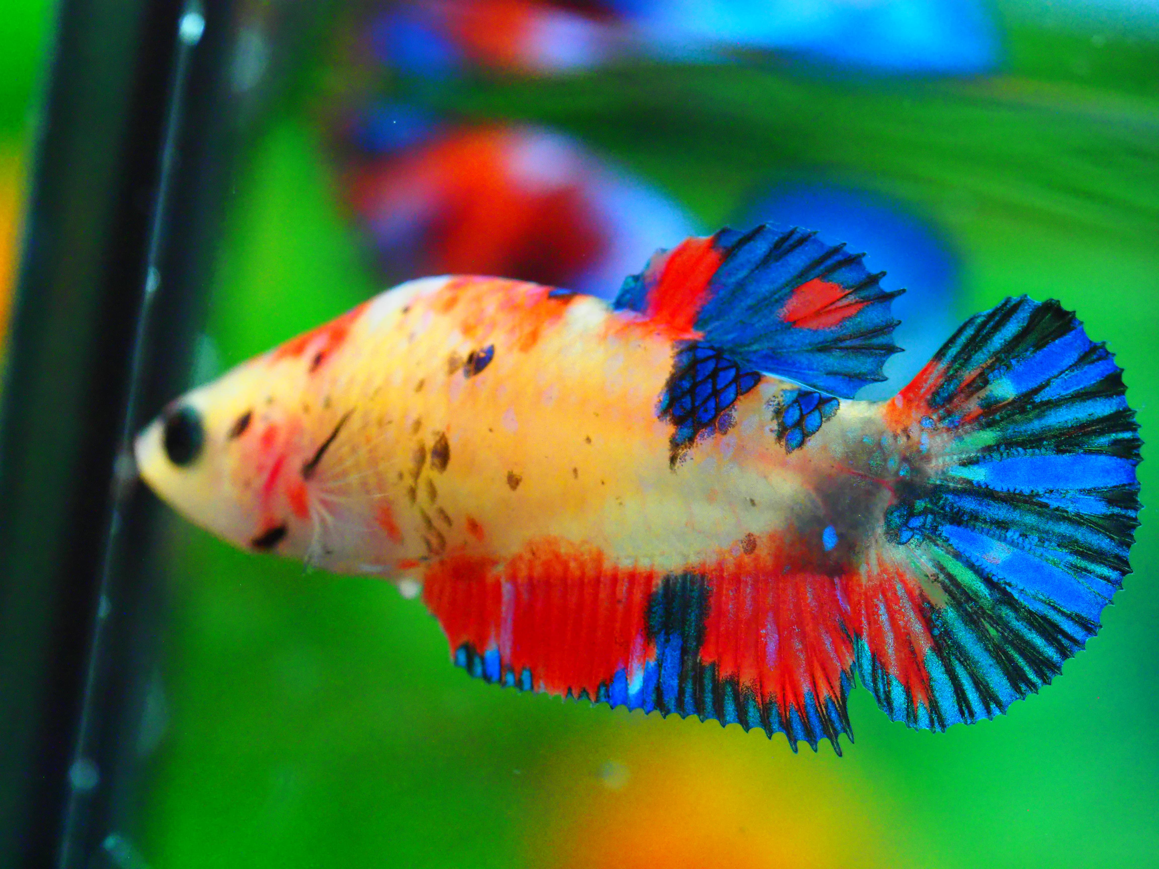 HMPK NEMO GALAXY FNMALE