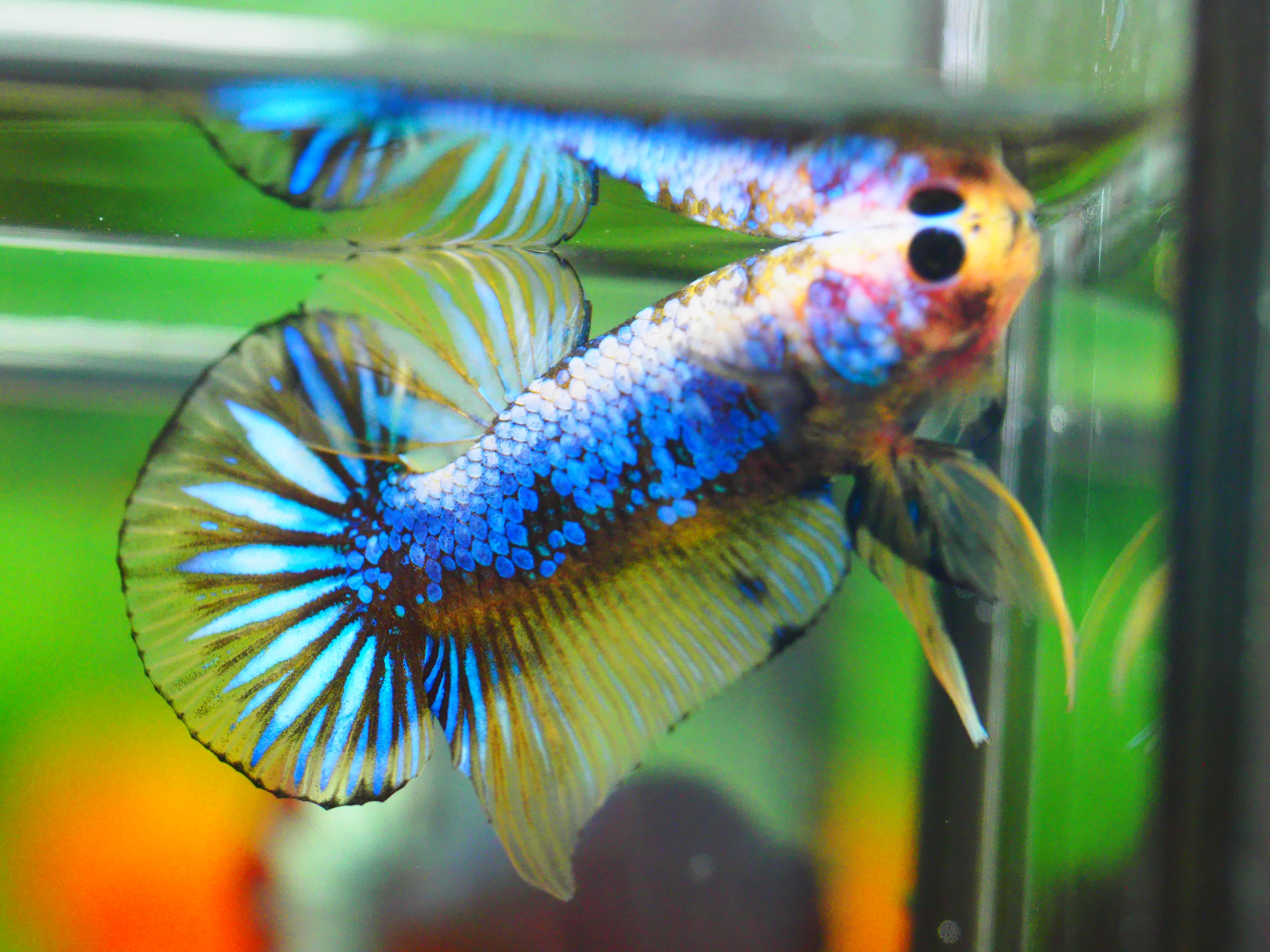 HMPK FANCY MALE GRADE A +++