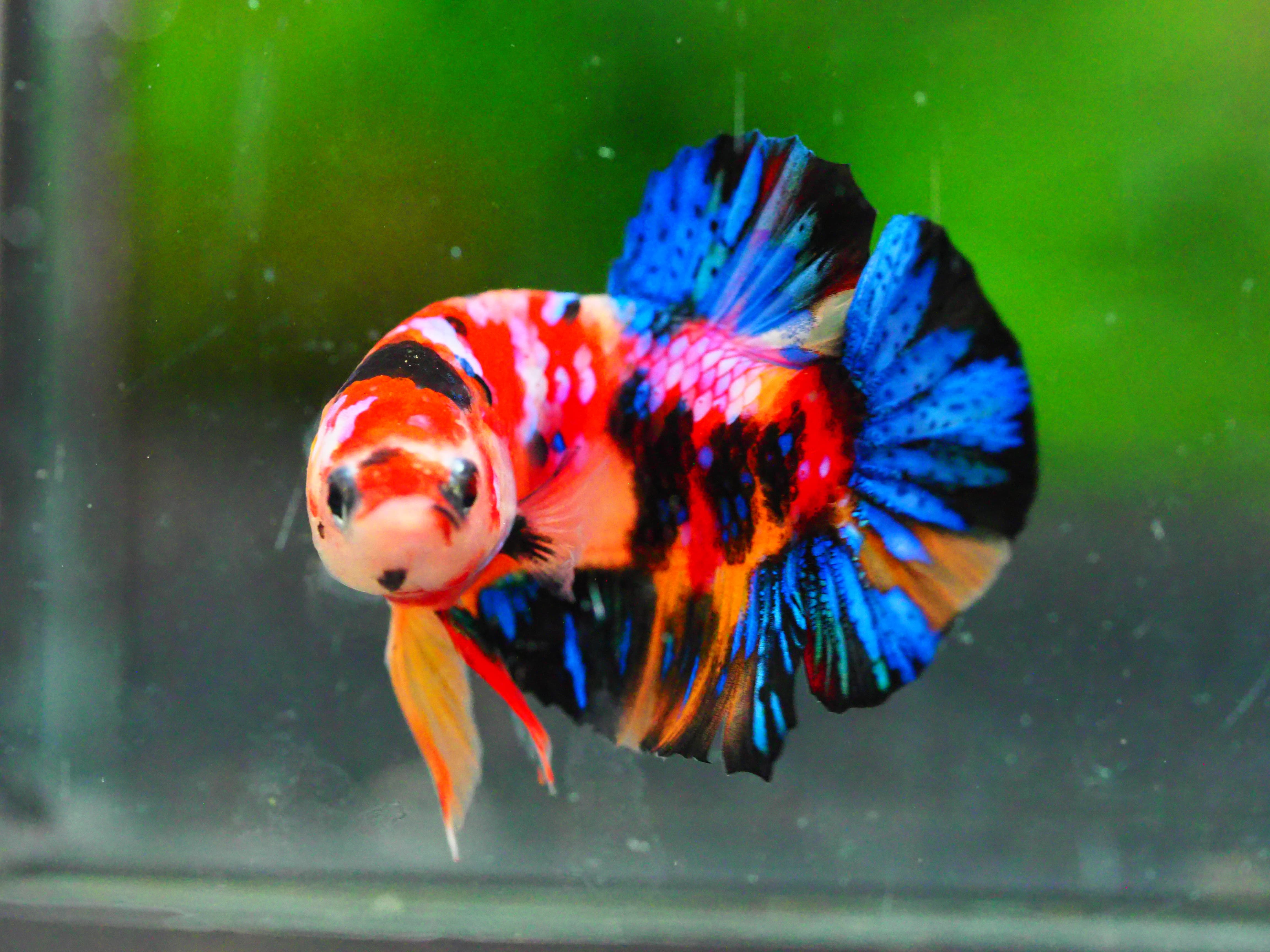 HMPK NEMO GALAXY MALE GRADE A +++