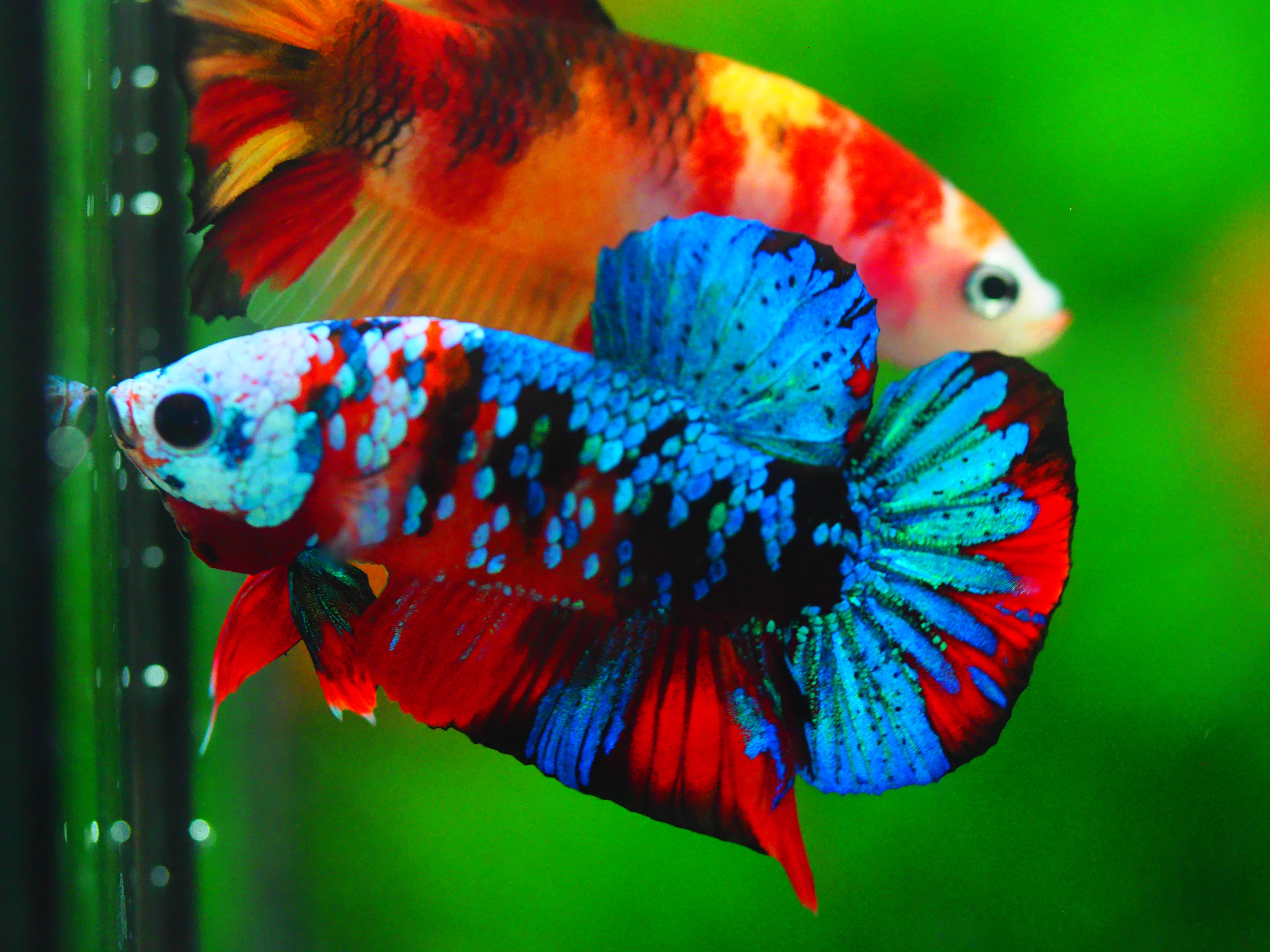 HMPK KOI GALAXY MALE GRADE A +++