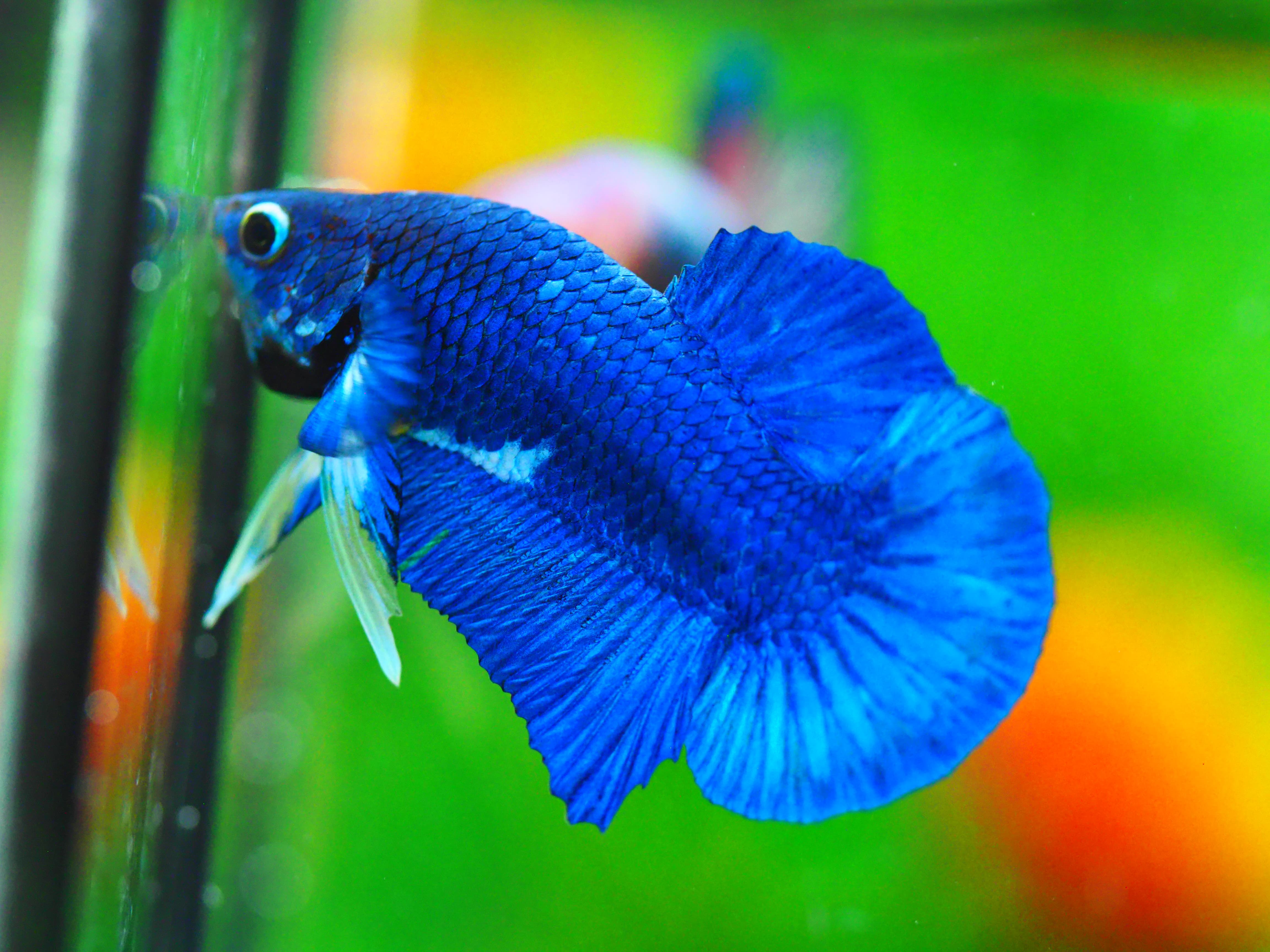 HMPK FANCY MALE GRADE A +++