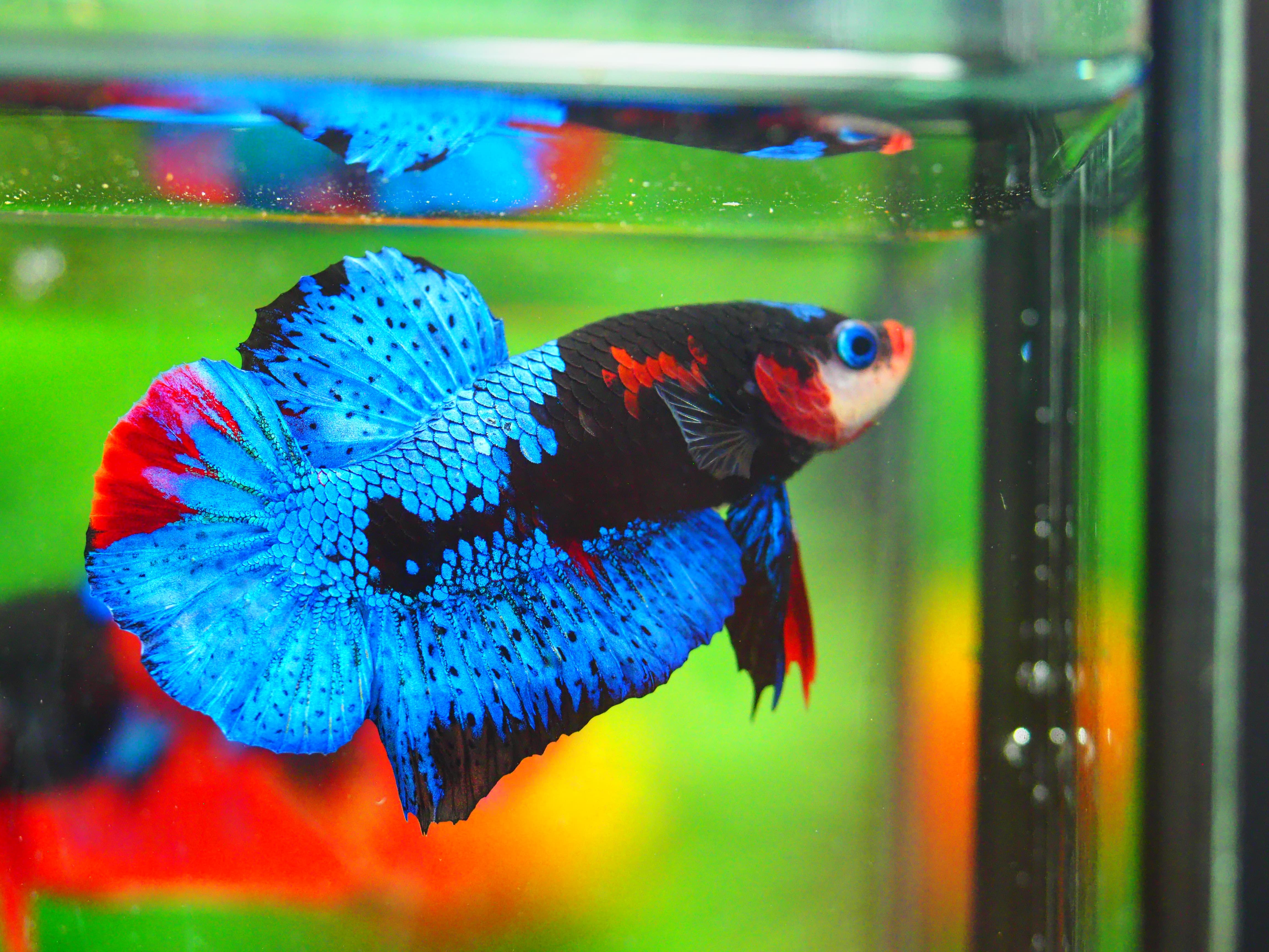 HMPK KOI GALAXY MALE GRADE A +++