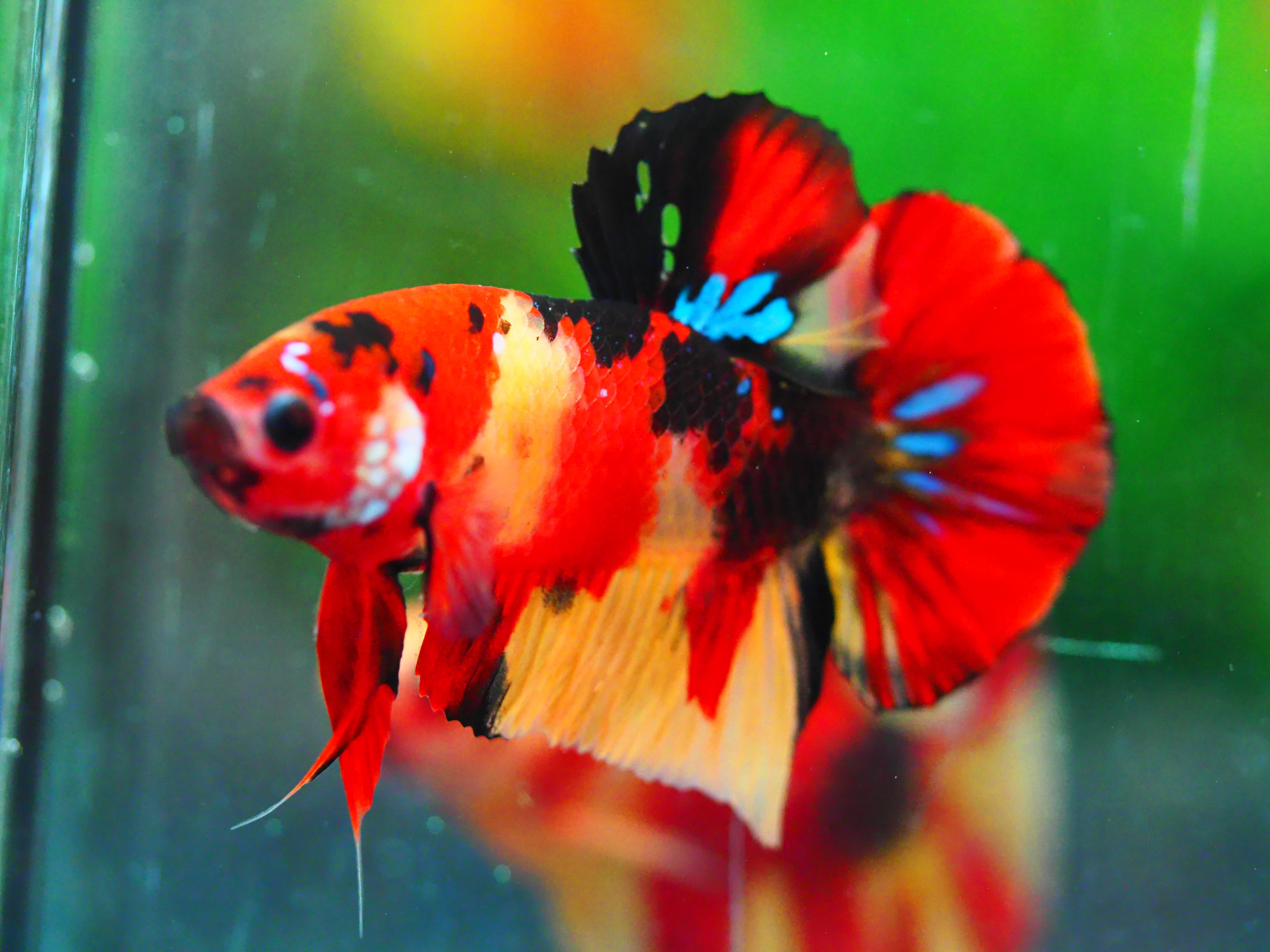 HMPK NEMO GALAXY MALE GRADE A +++