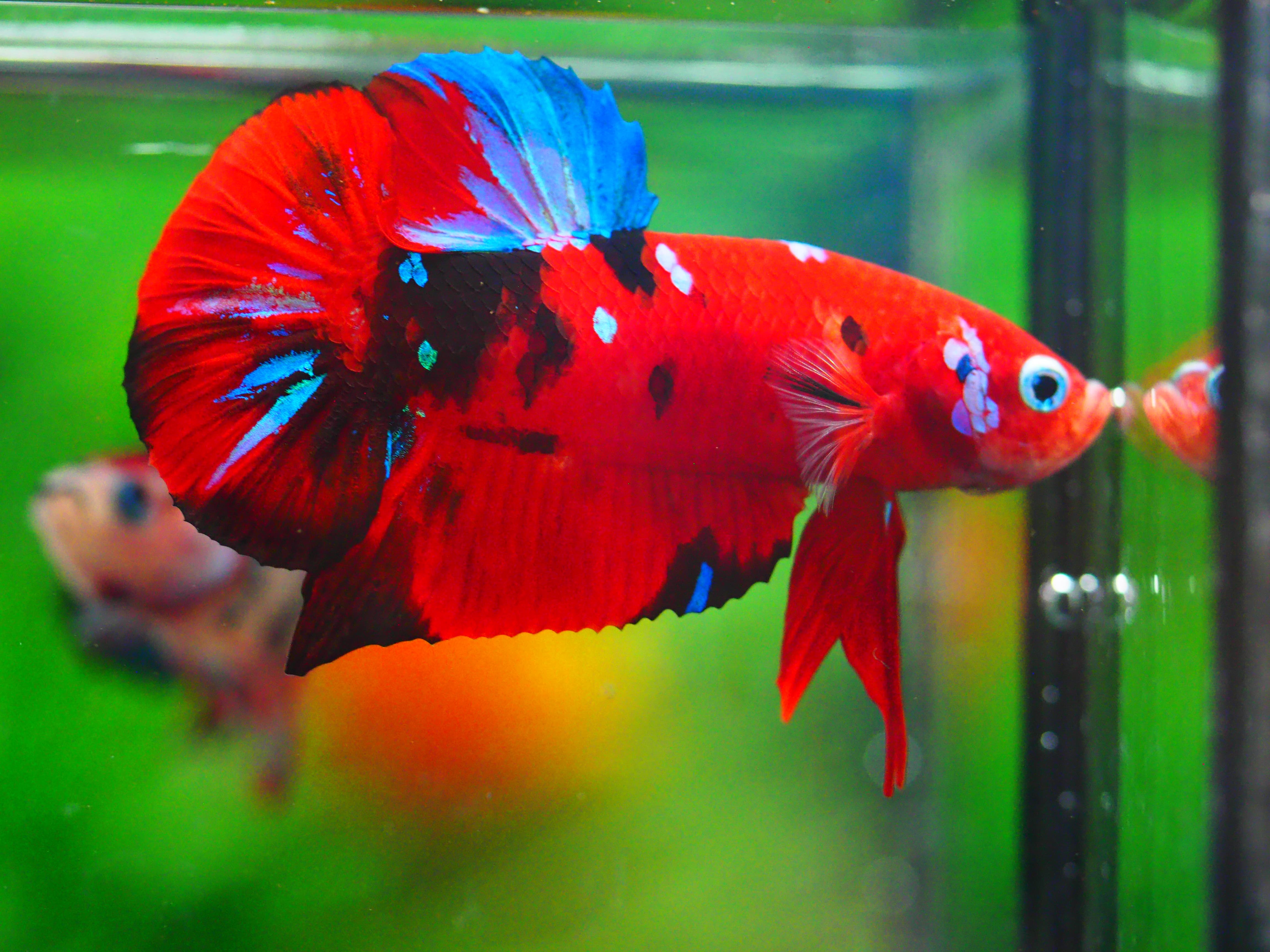 HMPK KOI GALAXY MALE GRADE A +++