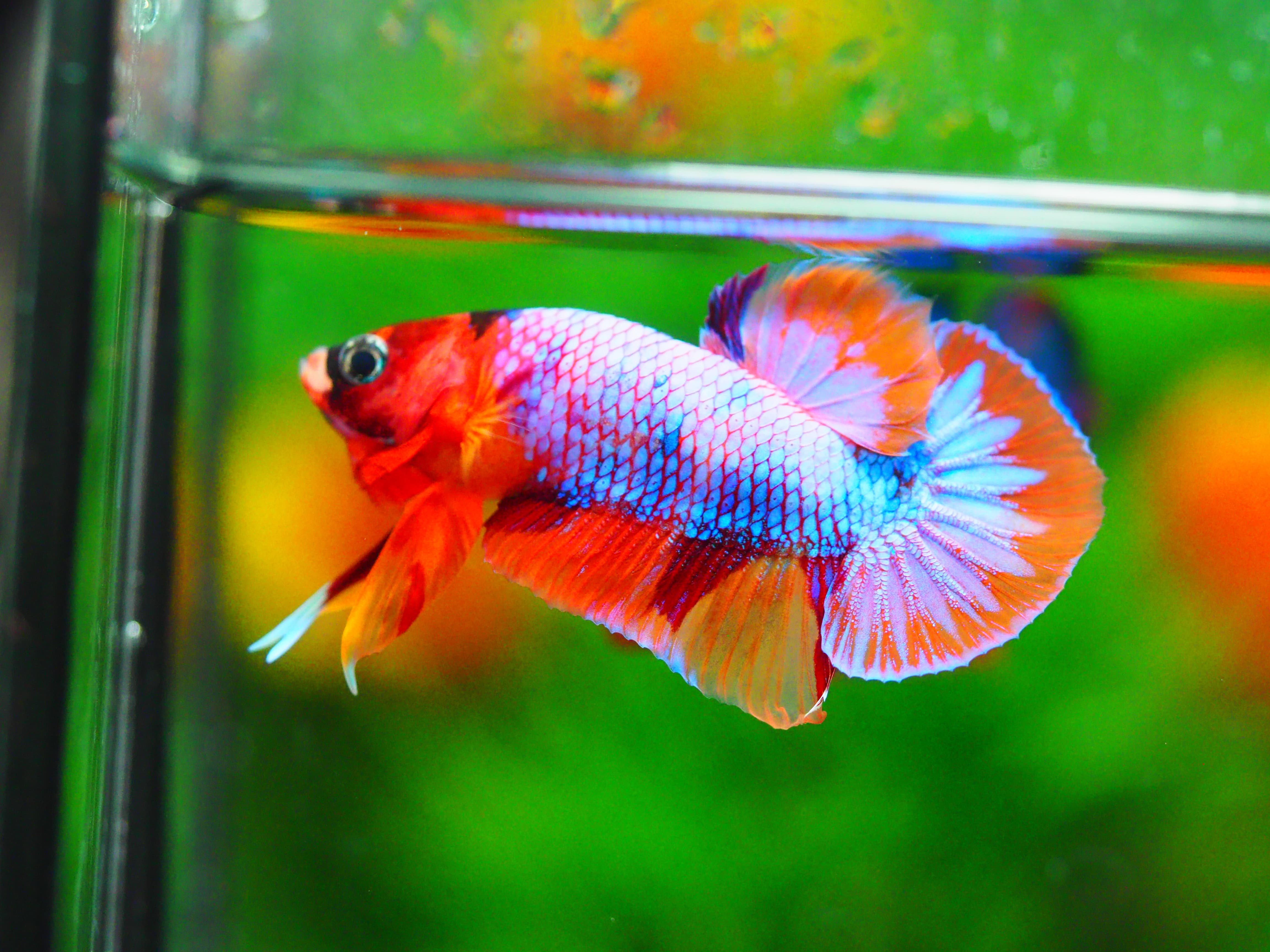 HMPK MUNTICOLOR MALE GRADE A +++