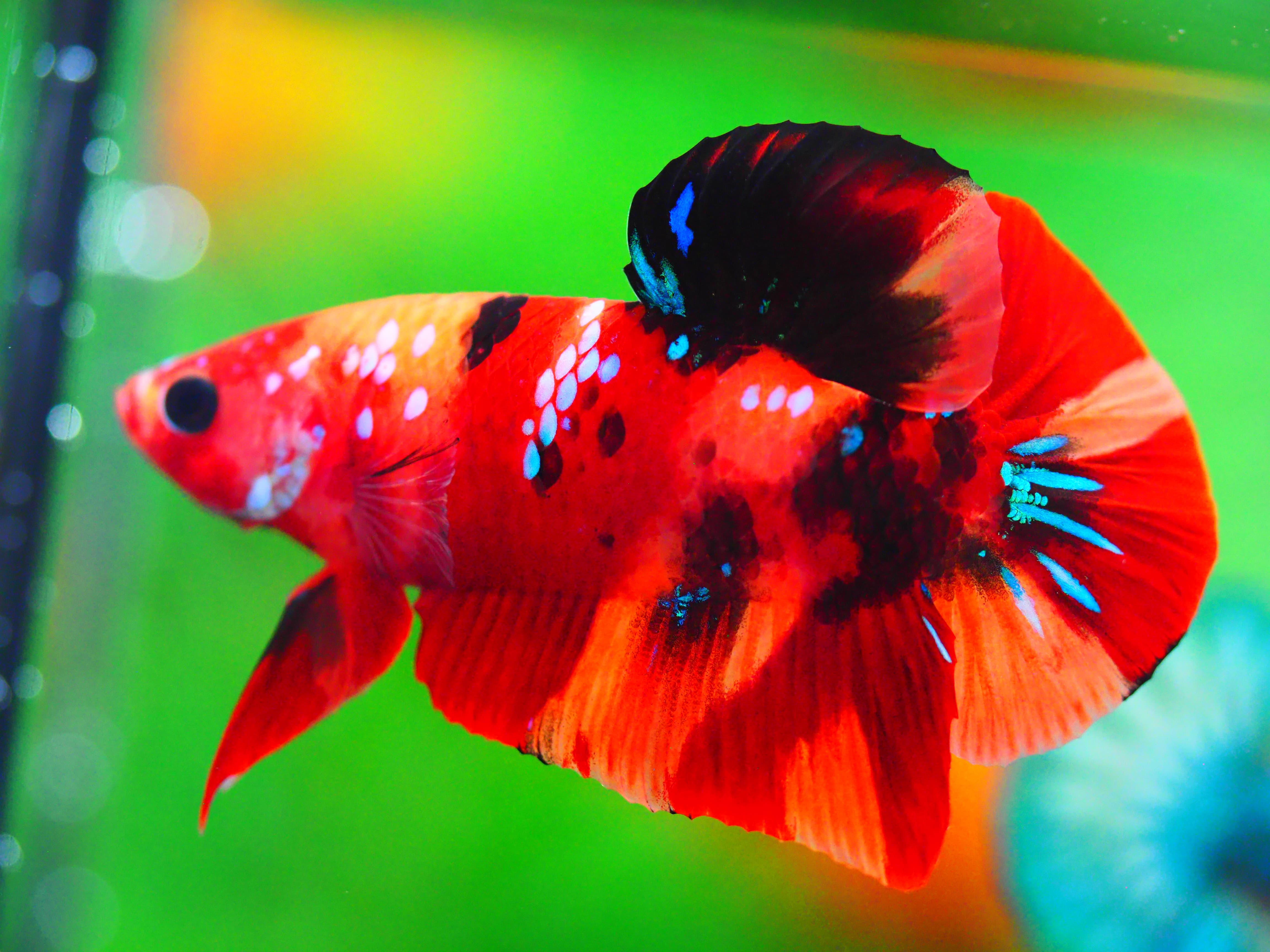 HMPK NEMO GALAXY MALE GRADE A +++