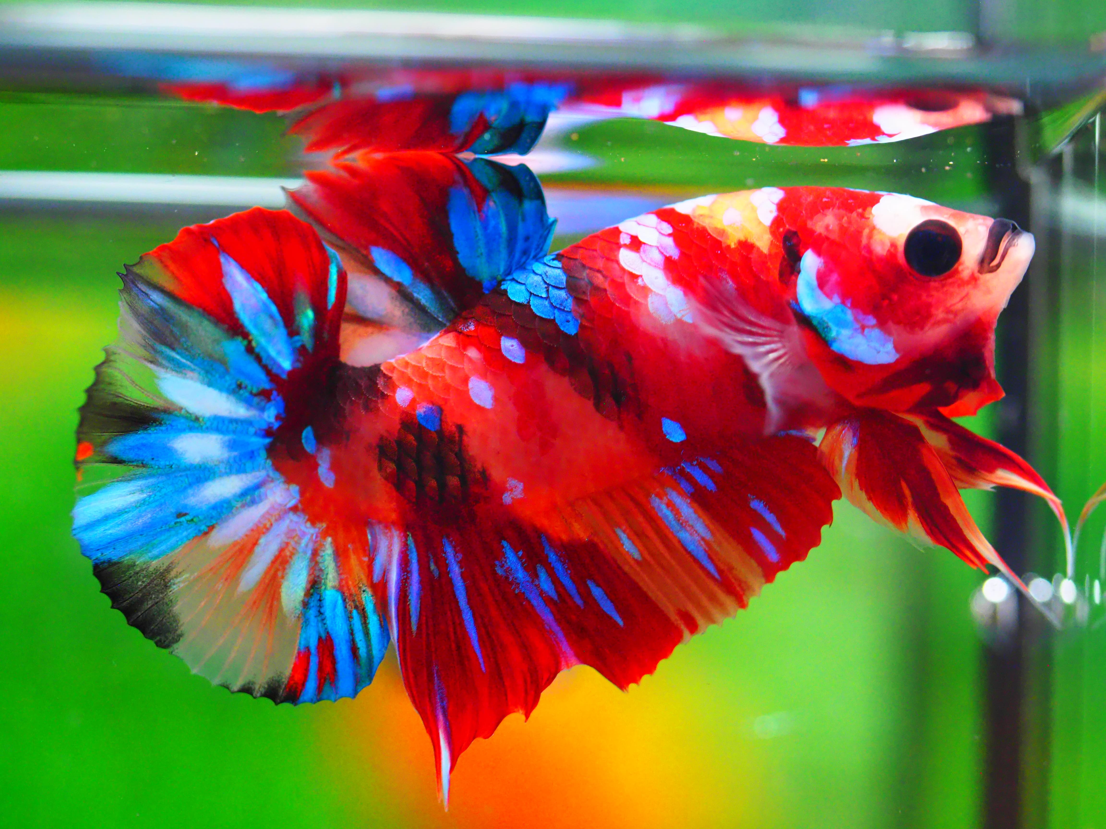 HMPK NEMO GALAXY MALE GRADE A +++