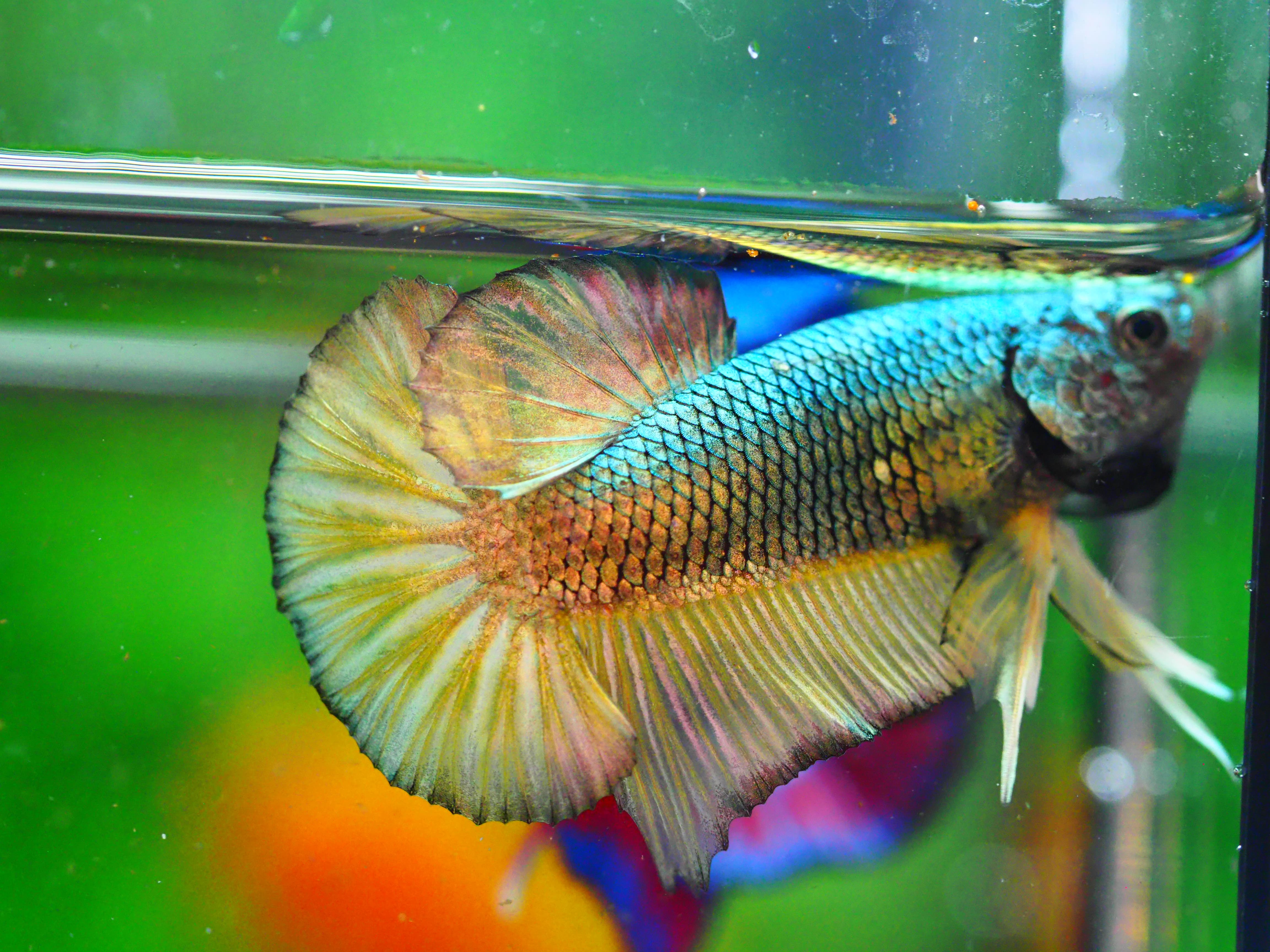 HMPK COPPER FANCY MALE GRADE A +++