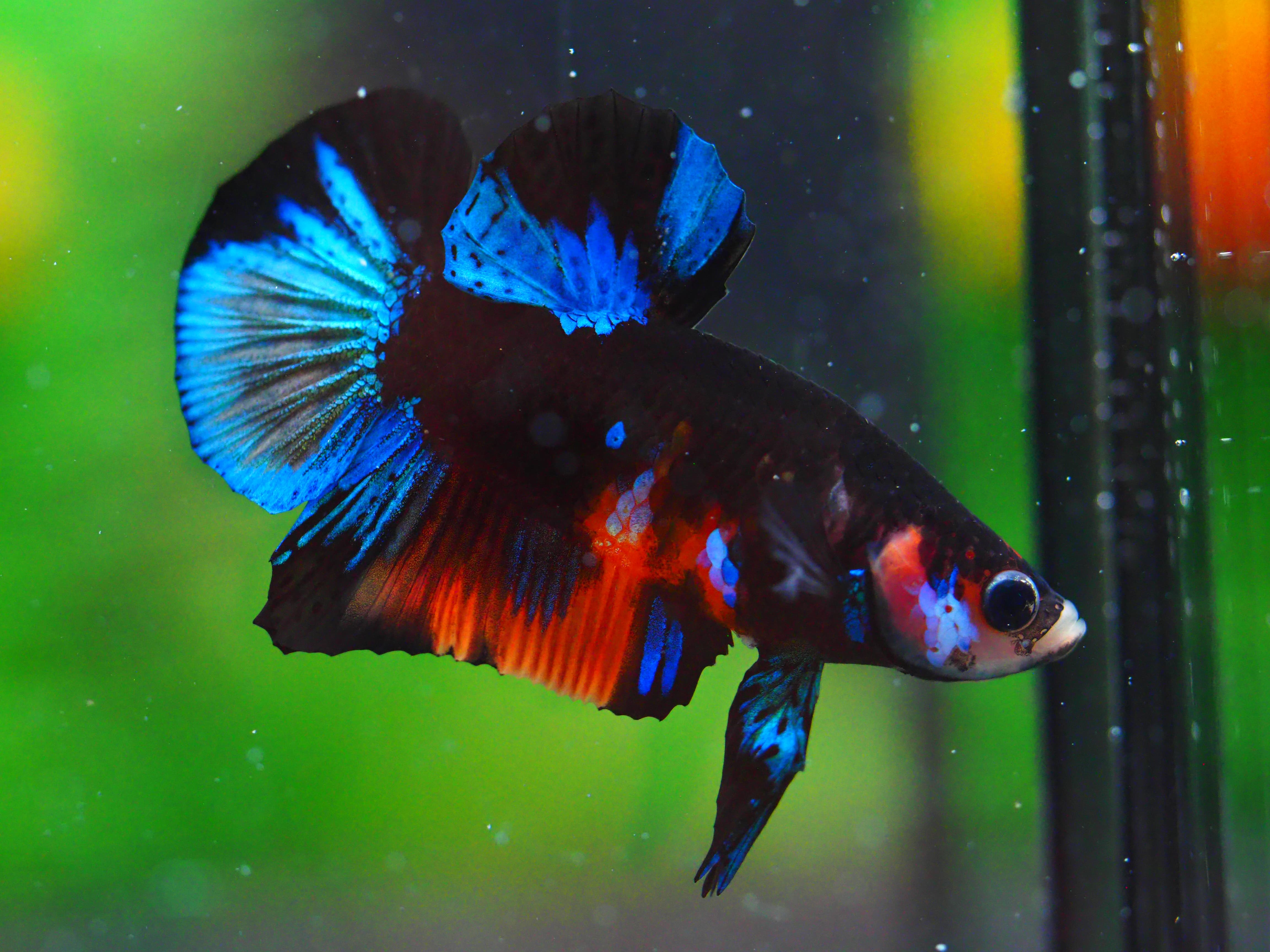 HMPK KOI GALAXY MALE GRADE A +++