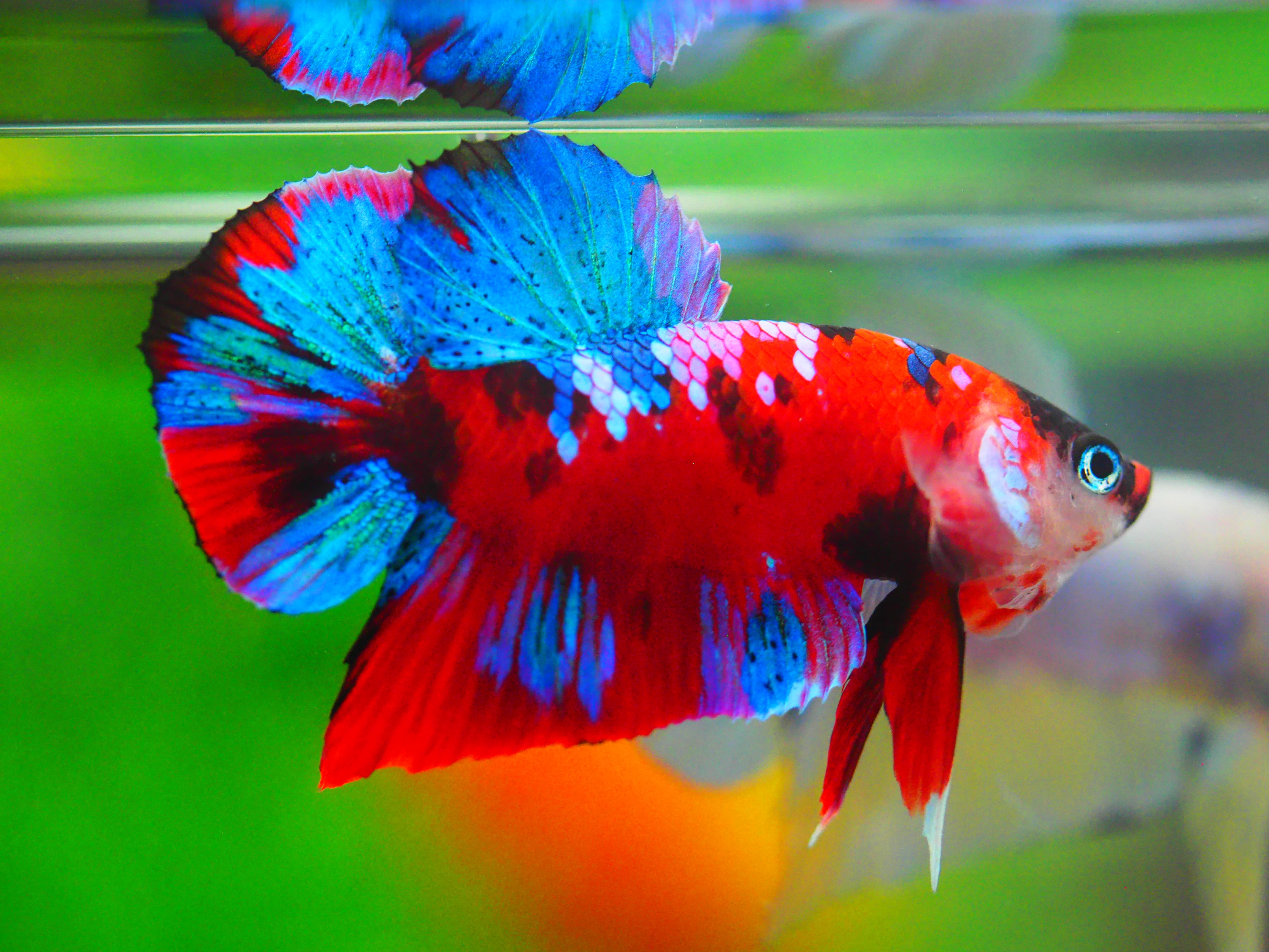 HMPK KOI GALAXY MALE GRADE A +++