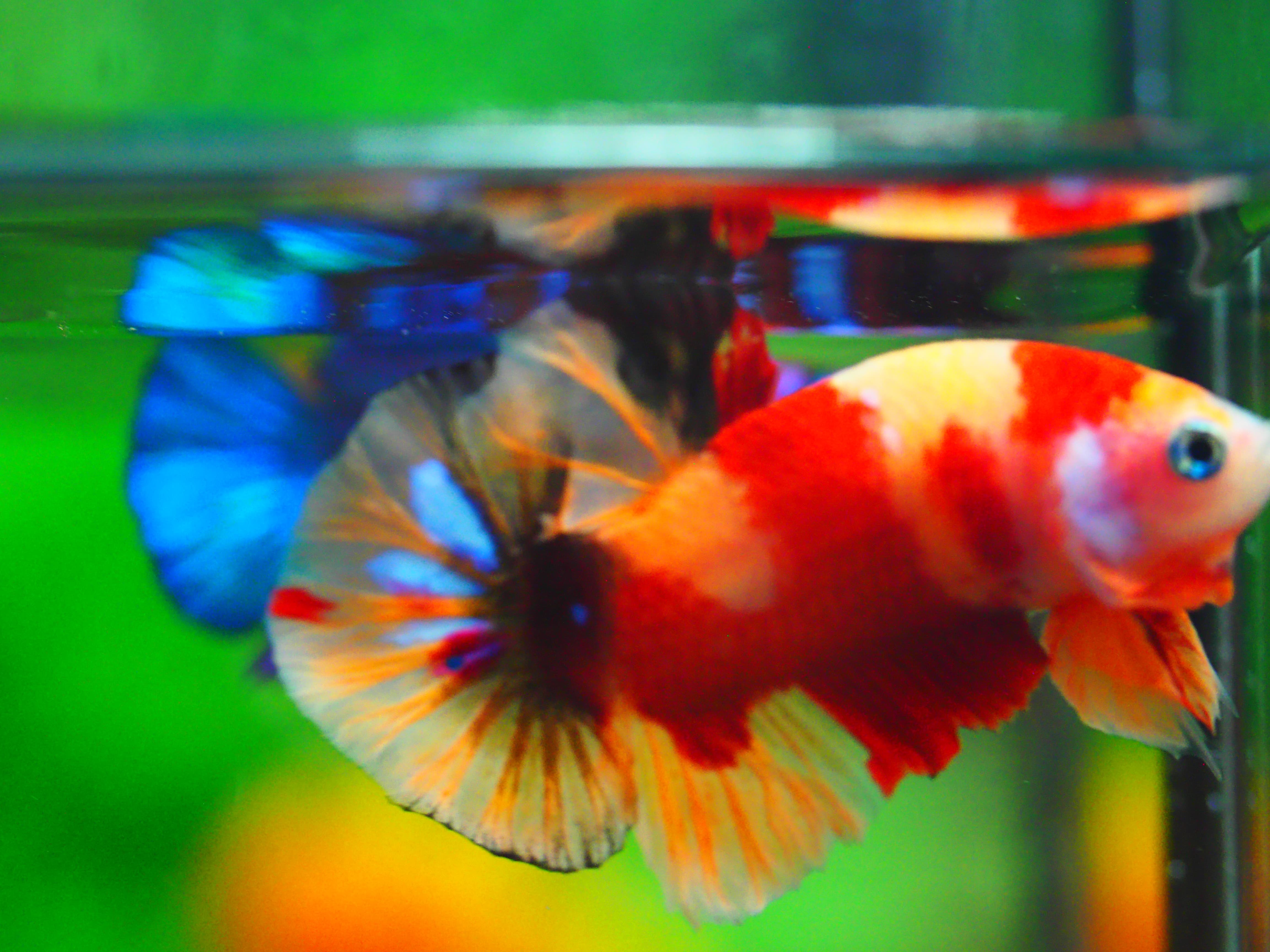 HMPK NEMO MALE GRADE A +++