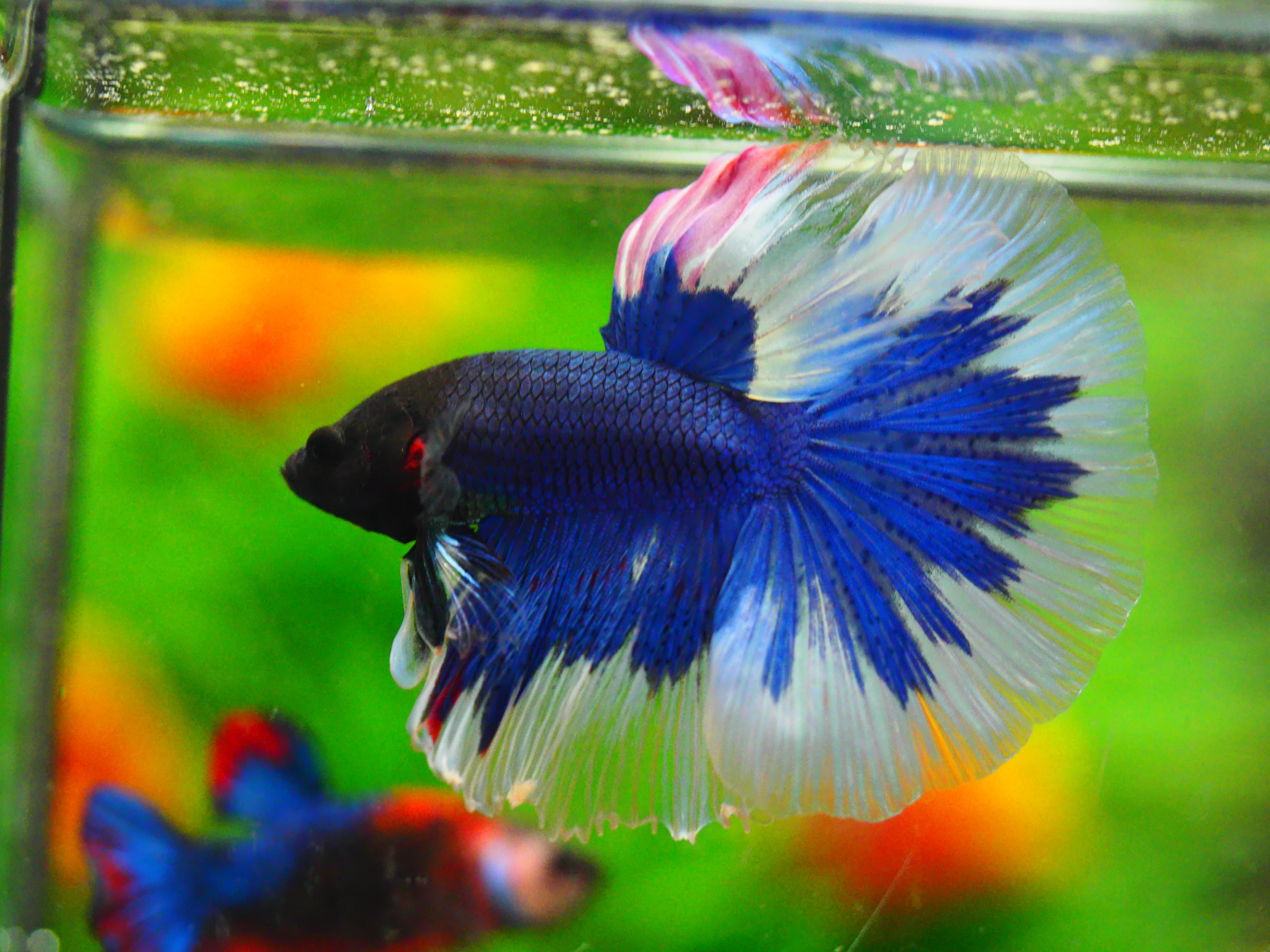 HM FANCY MALE GRADE A +++