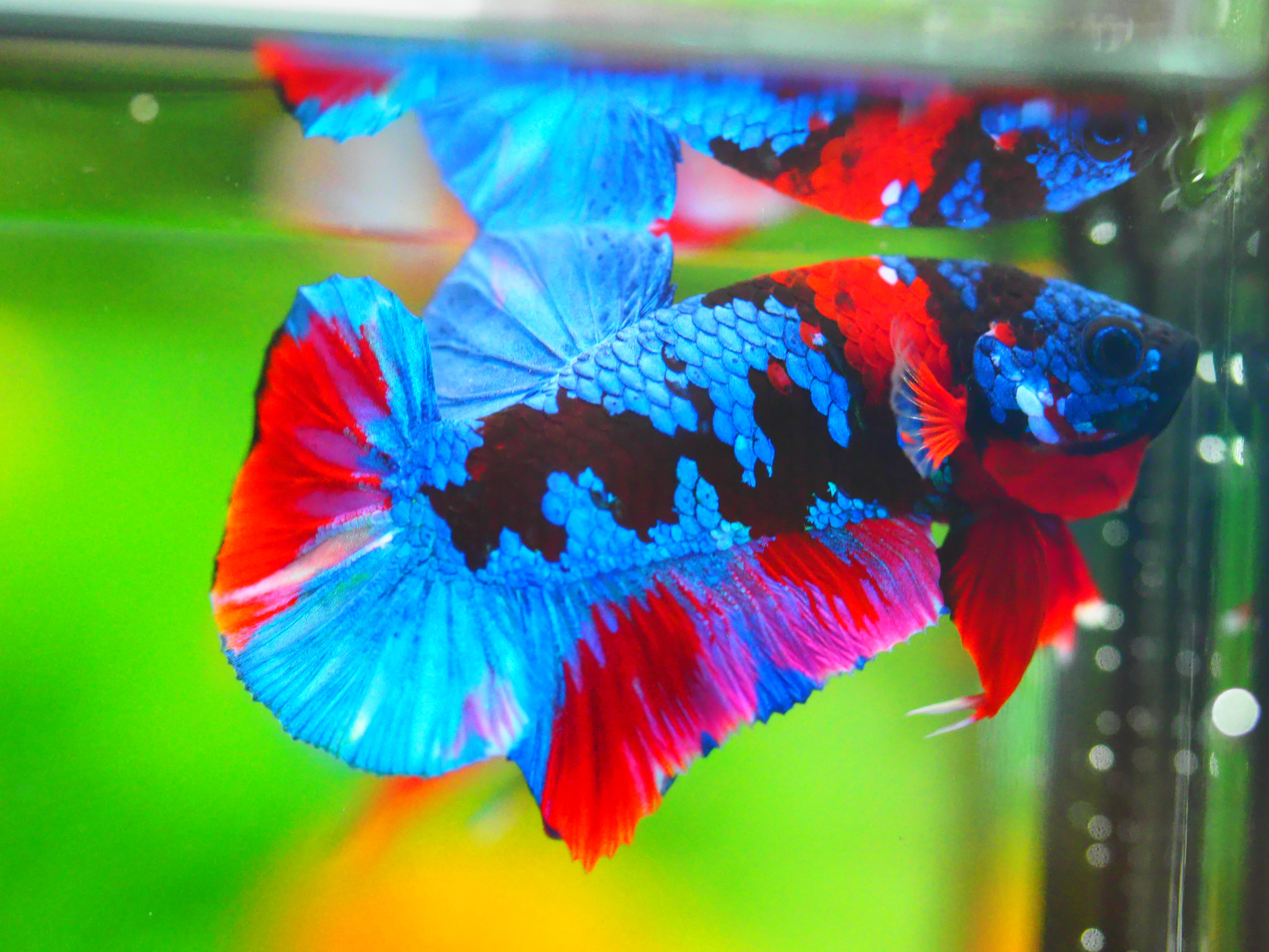 HMPK KOI GALAXY MALE GRADE A +++