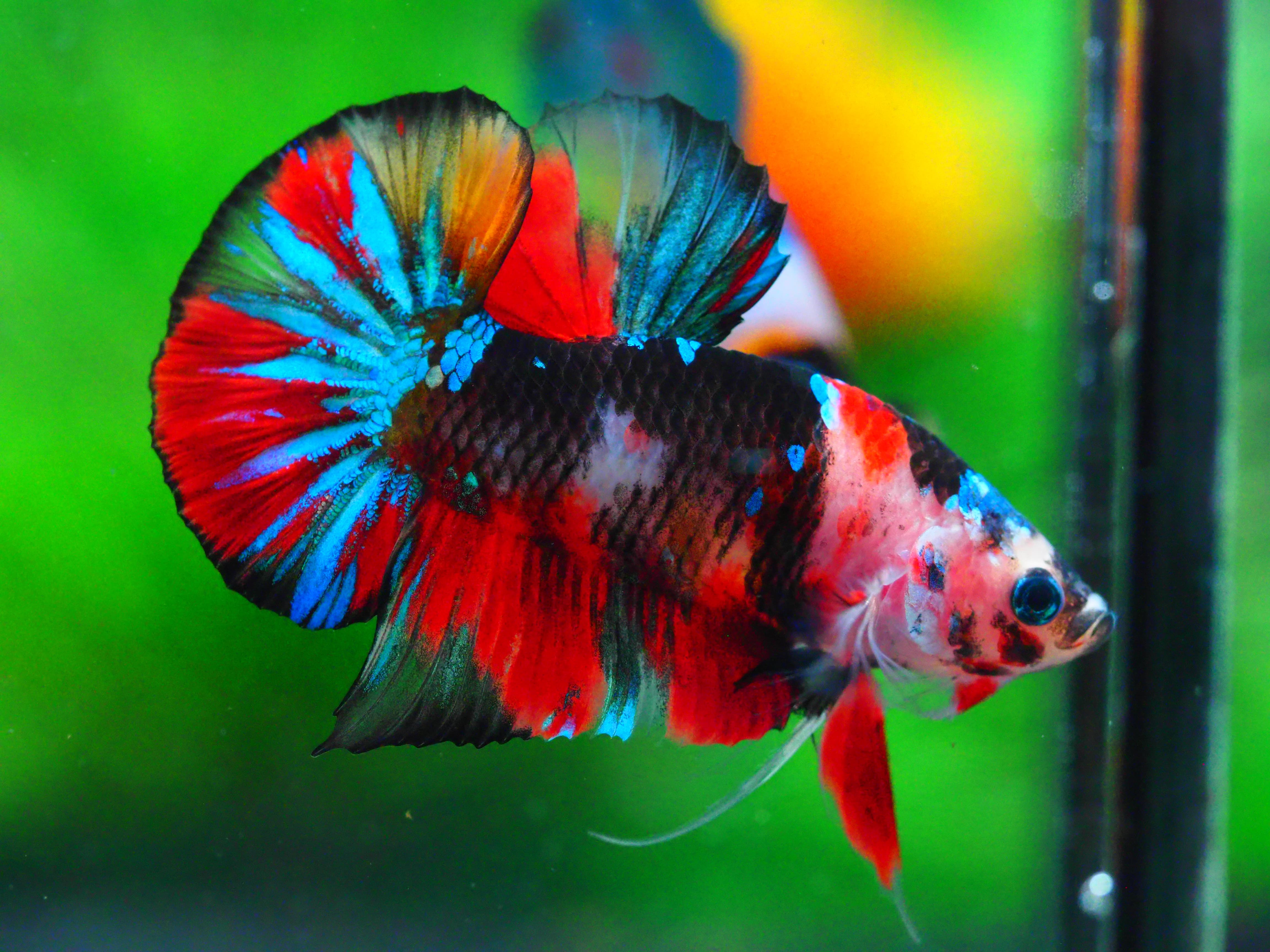 HMPK KOI GALAXY MALE GRADE A +++