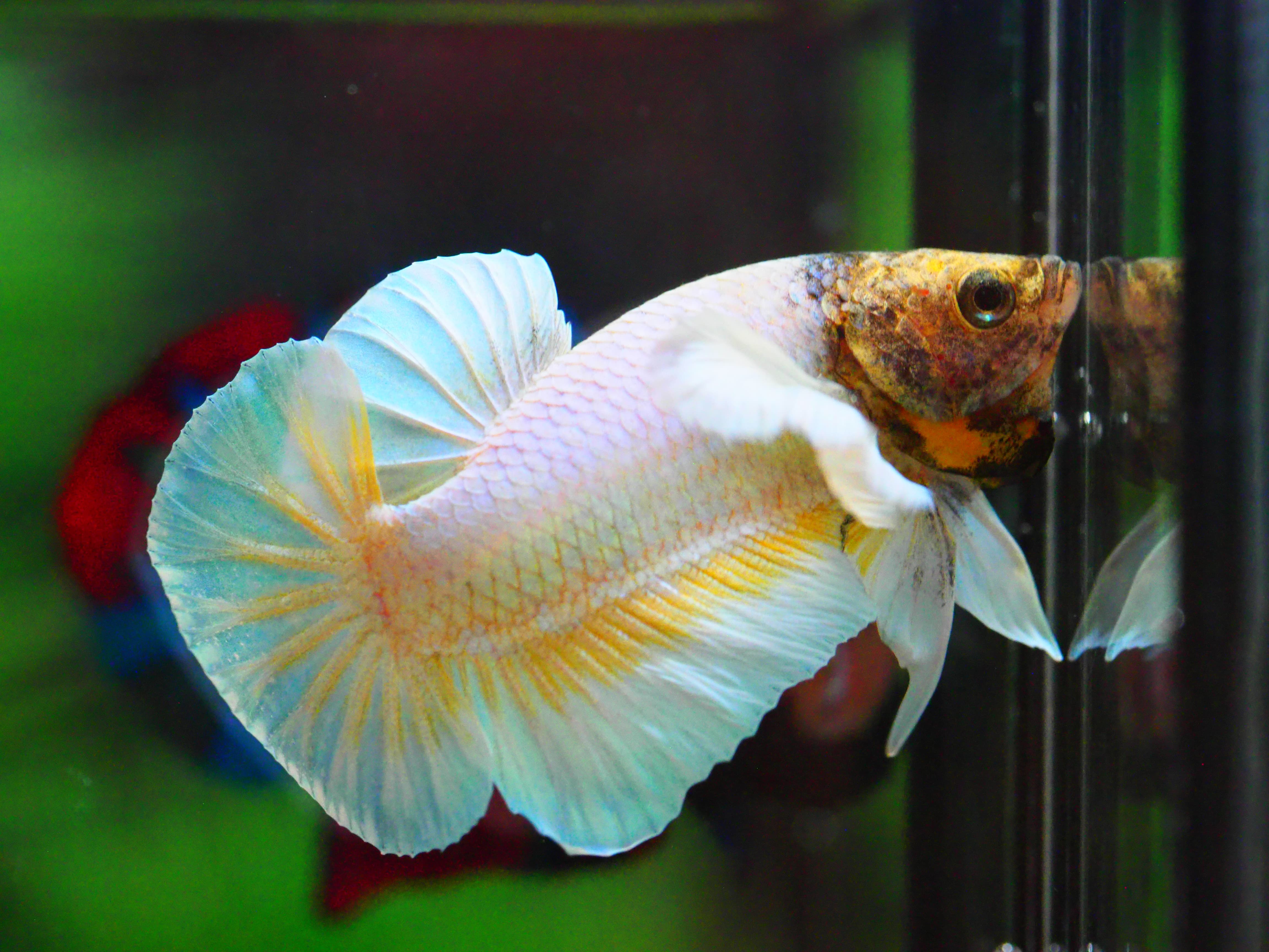 HMPK DUMBO MALE GRADE A +++