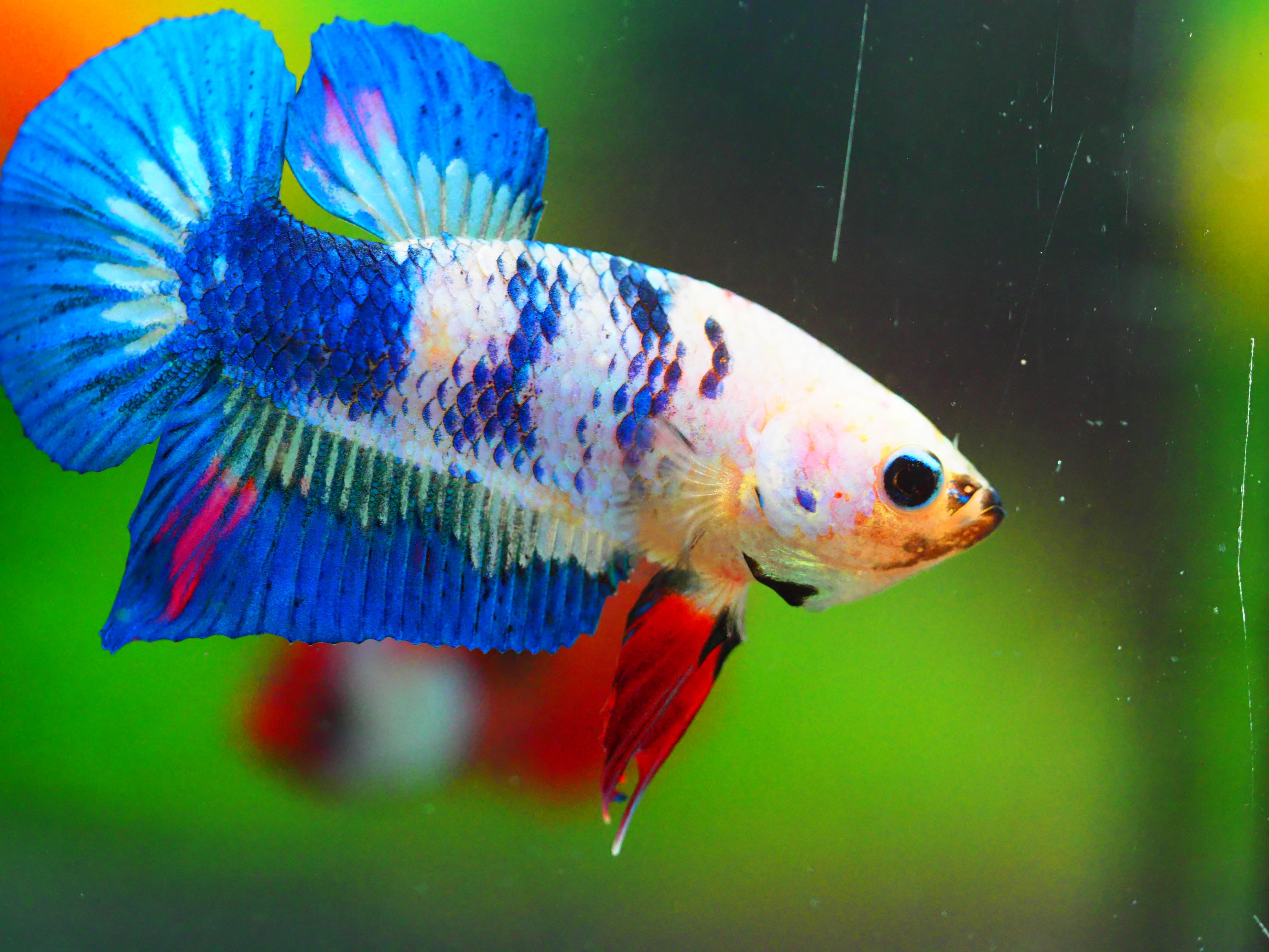 HMPK FANCY MALE GRADE A +++